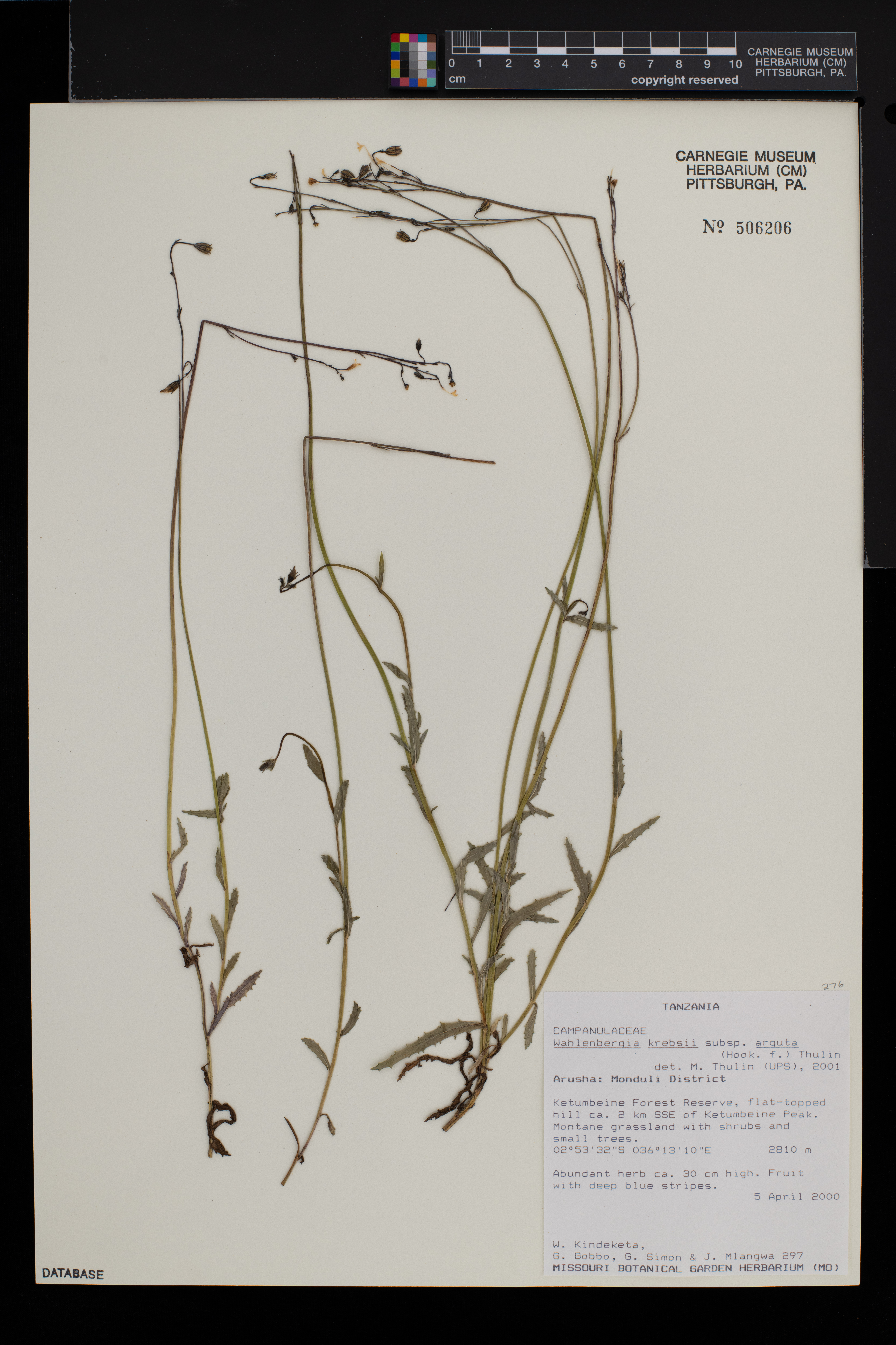 Wahlenbergia krebsii subsp. arguta image