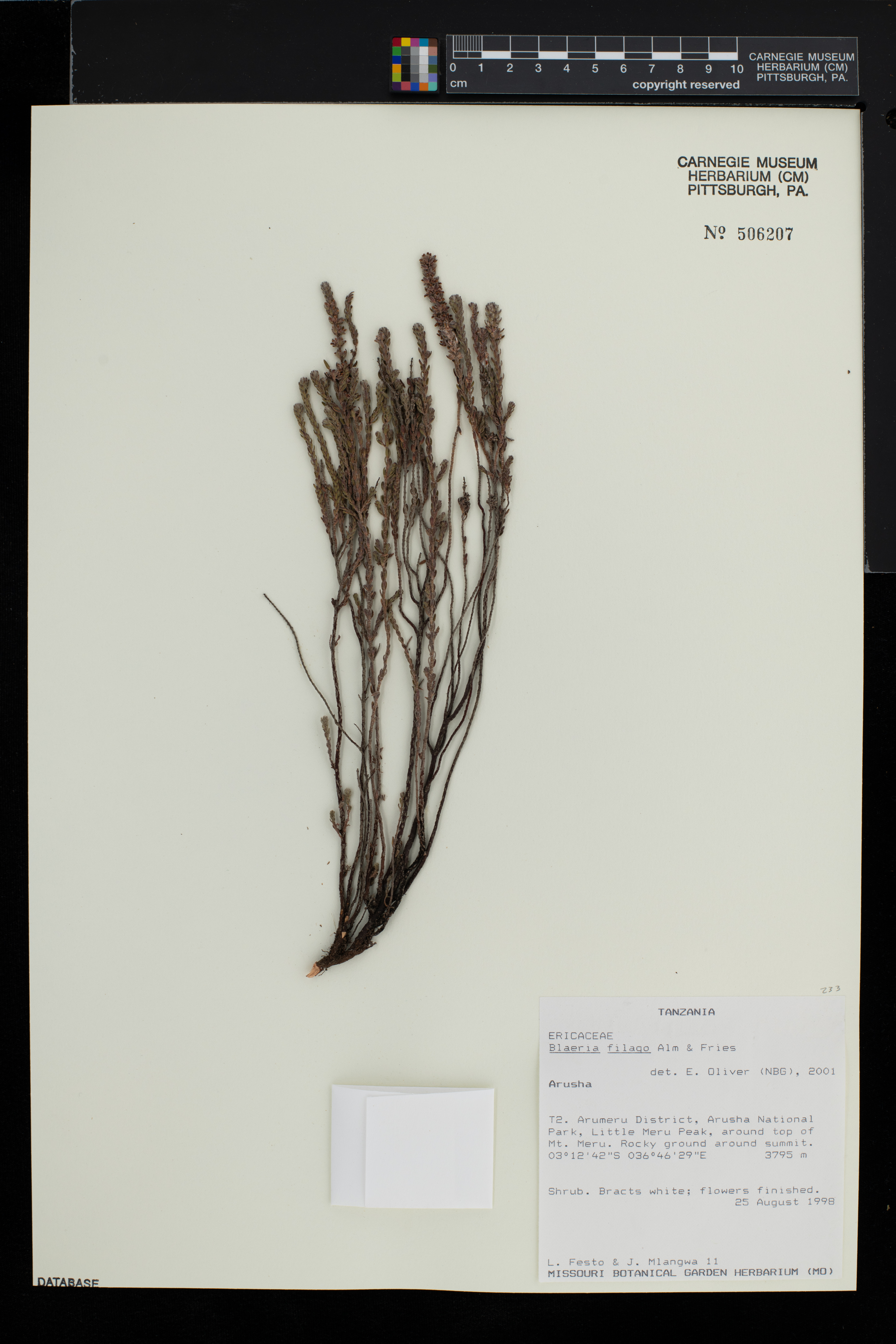 Blaeria filago image