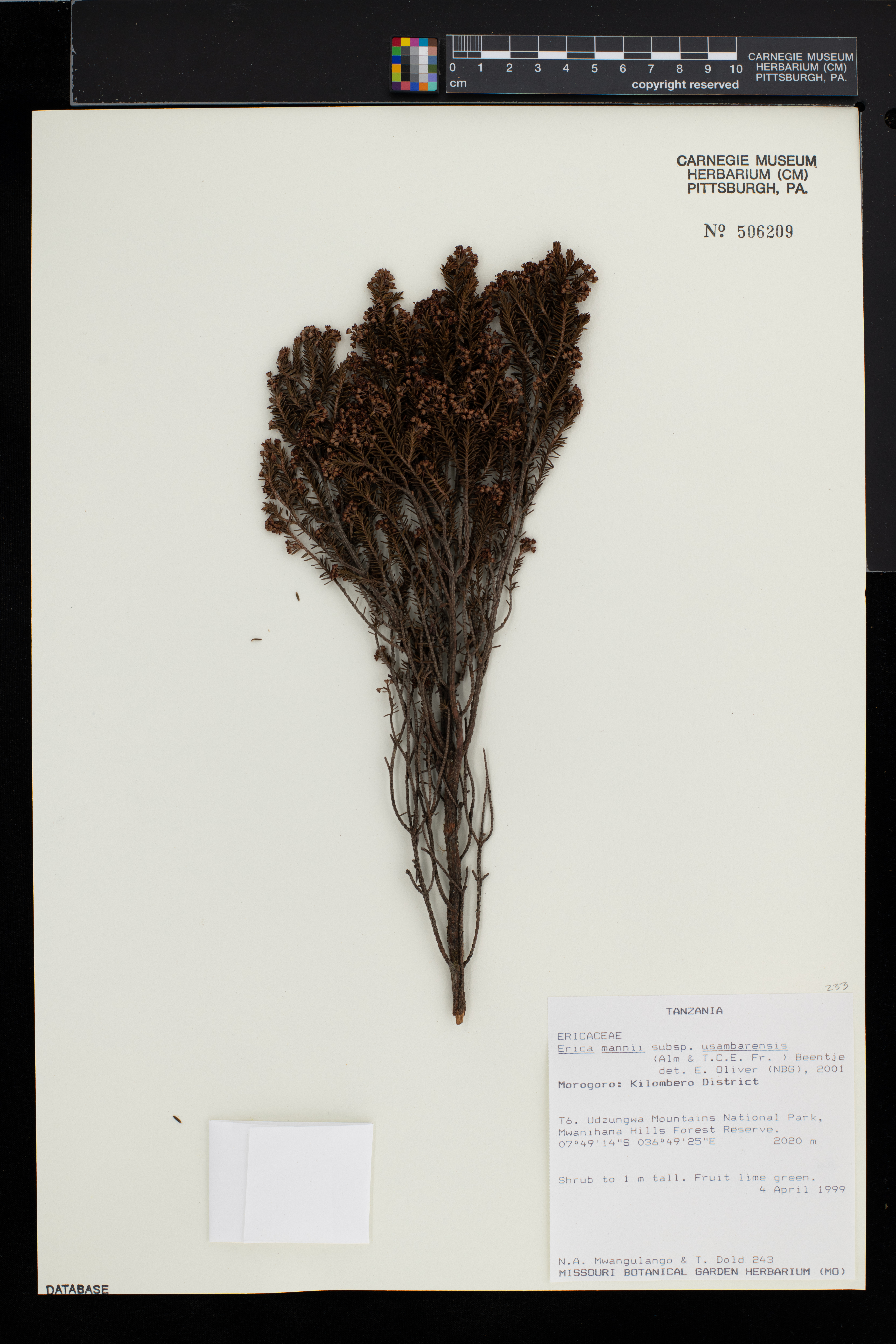 Erica mannii subsp. usambarensis image