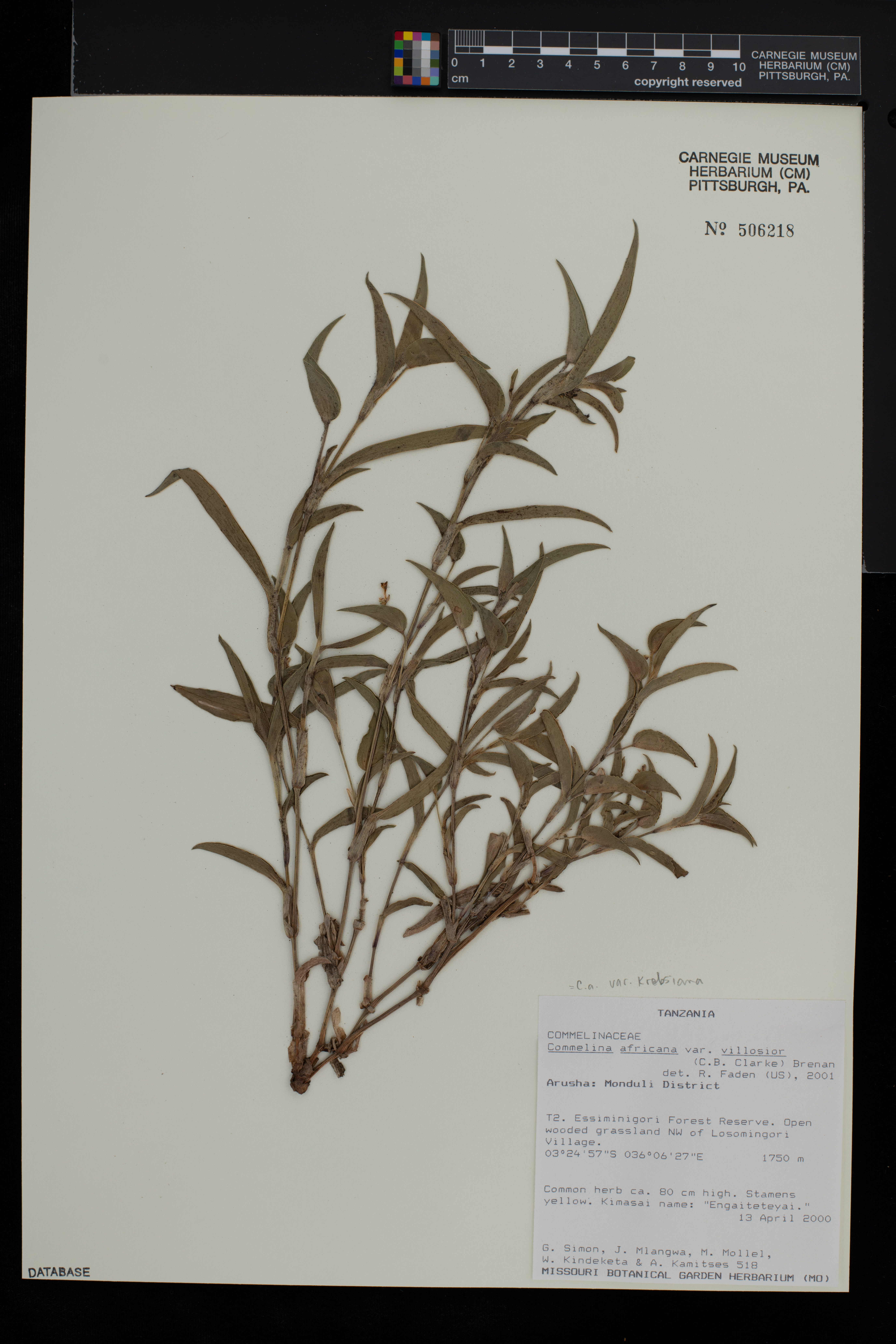 Commelina africana image