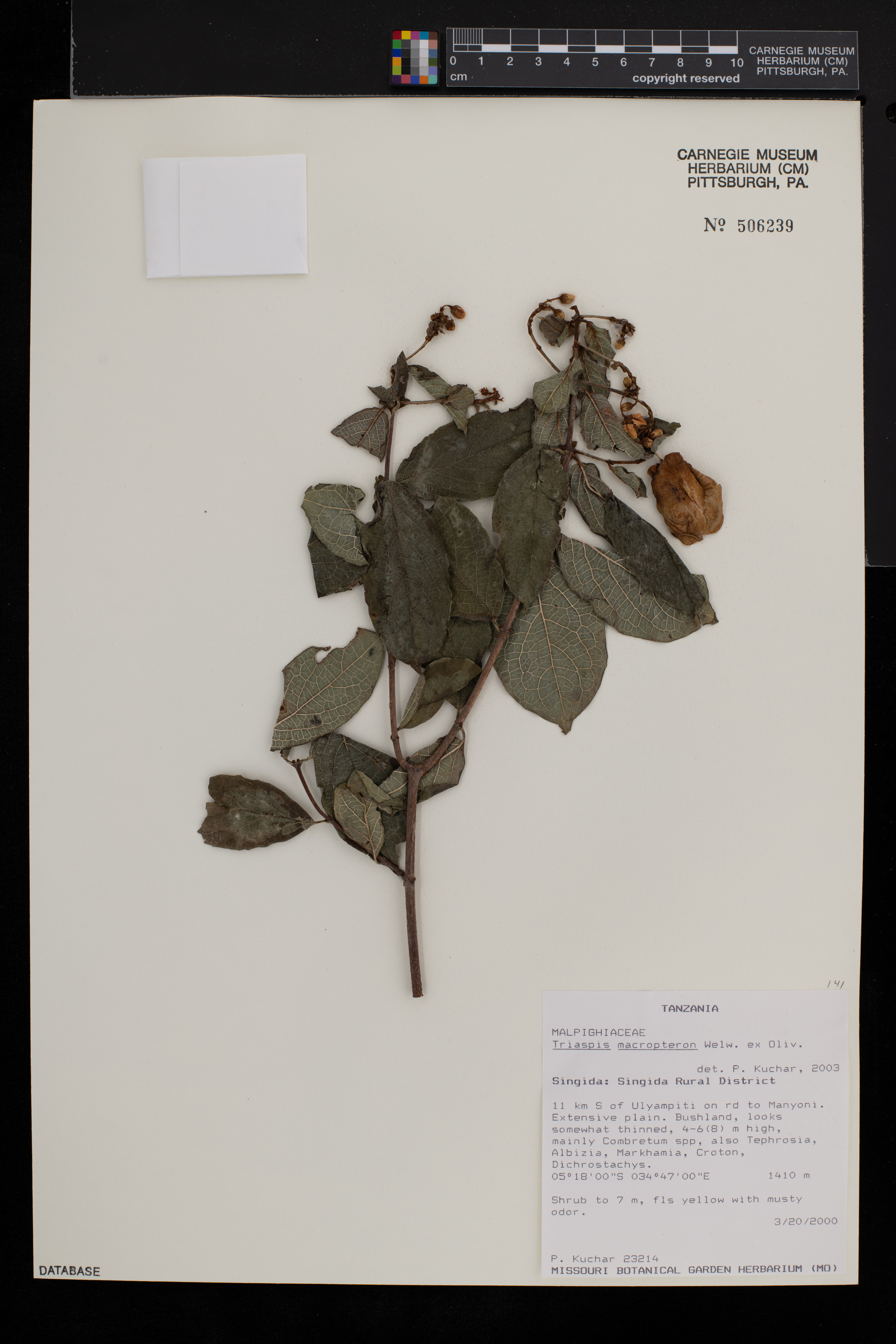 Triaspis image