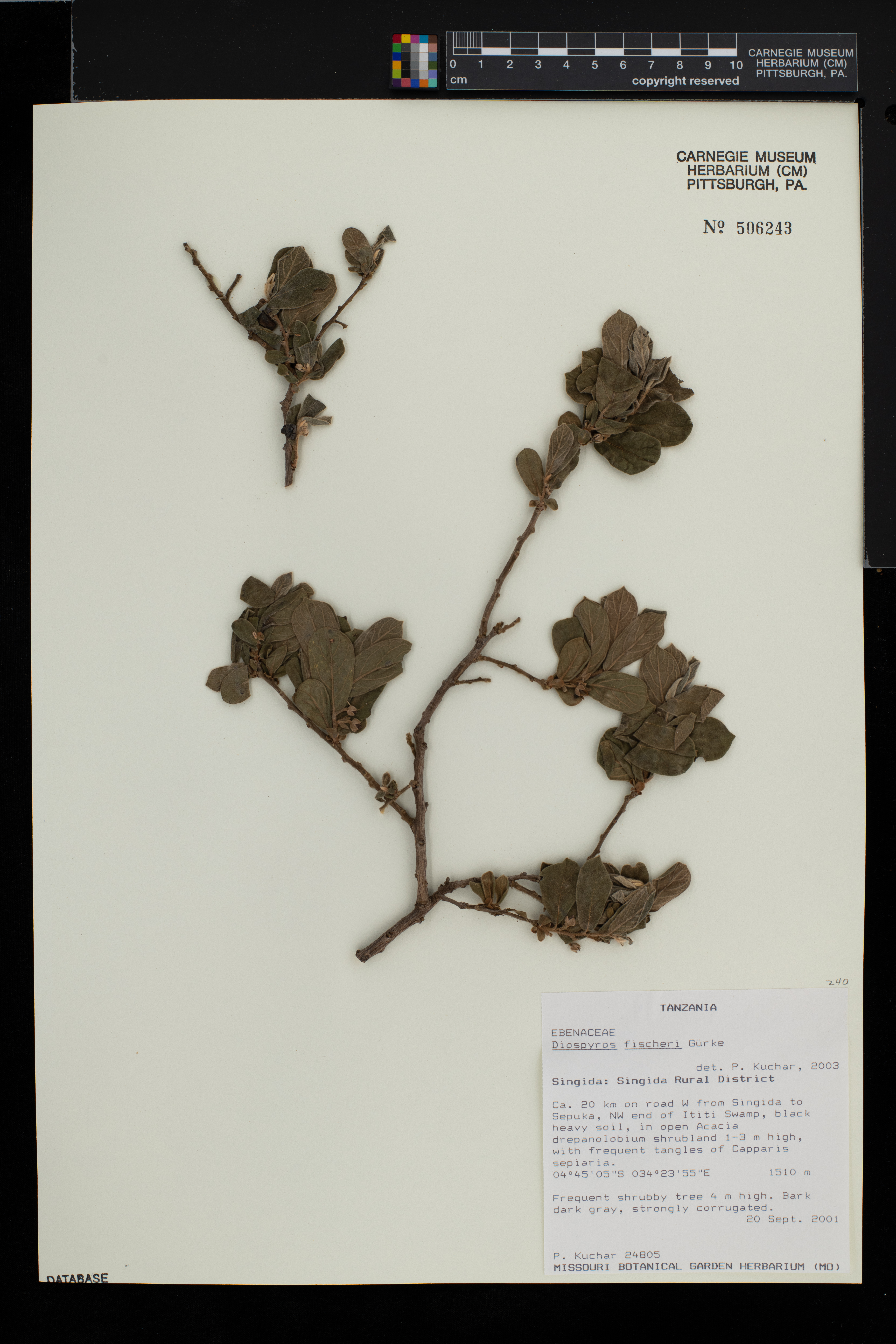 Diospyros fischeri image