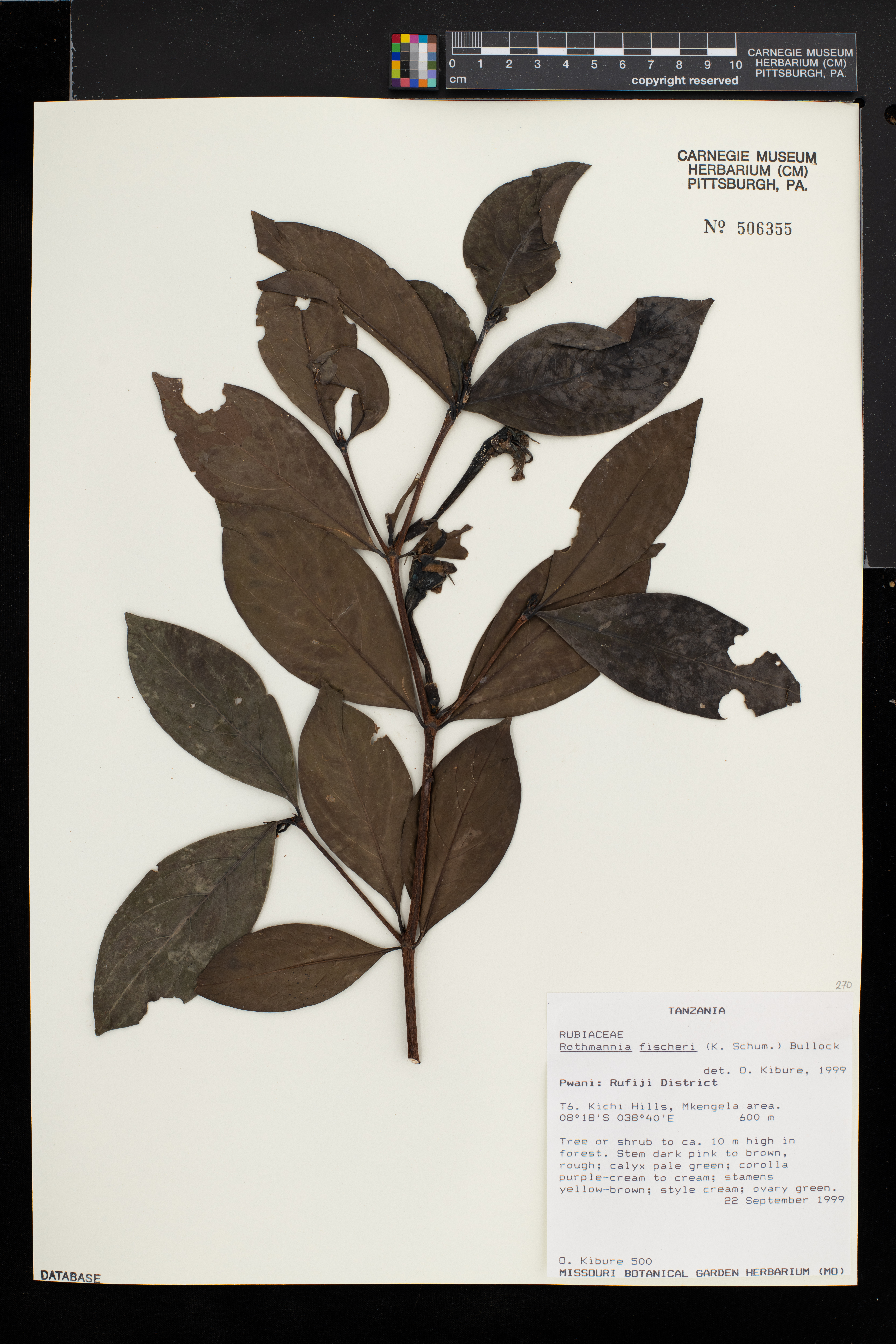 Rothmannia fischeri image