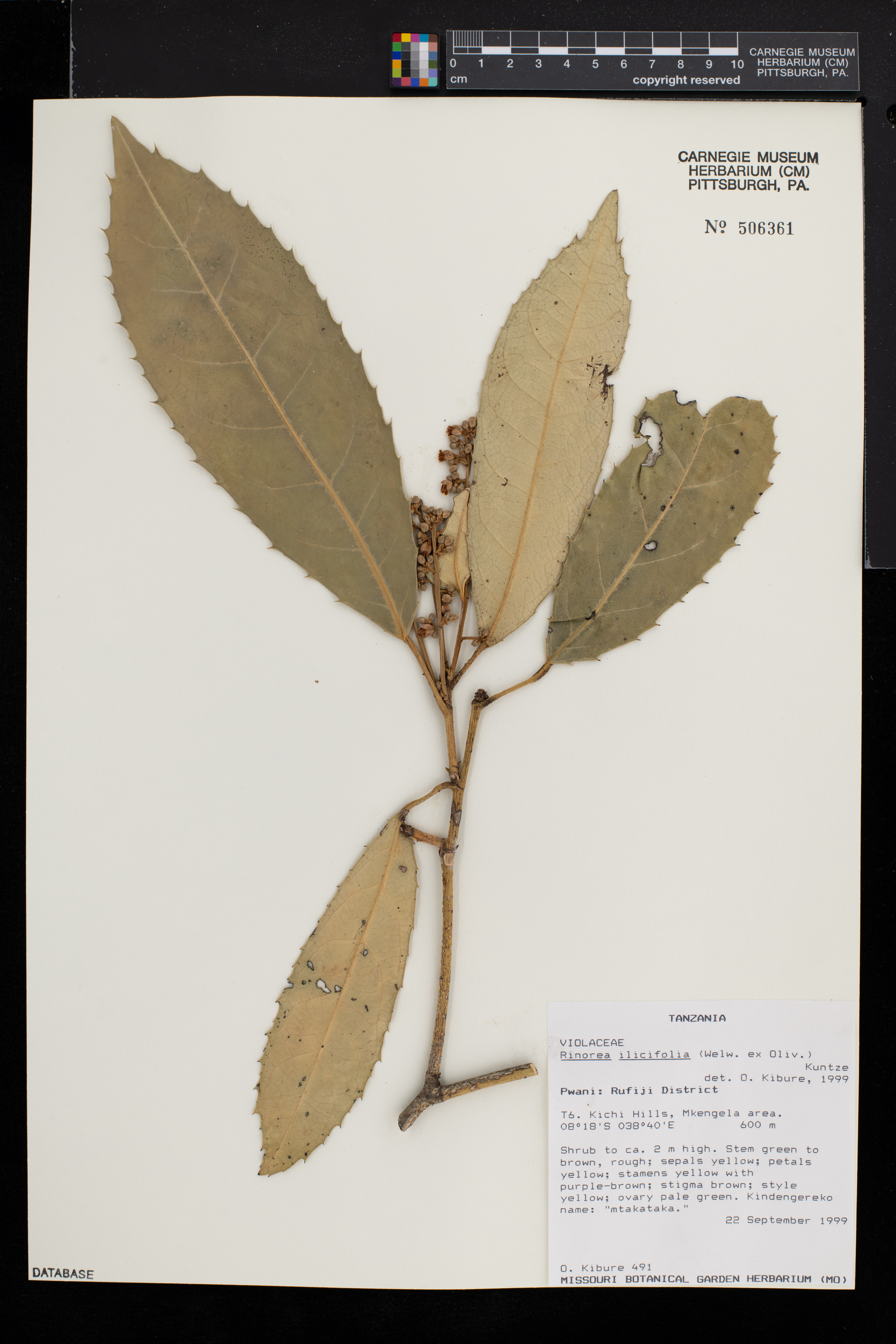 Rinorea ilicifolia image