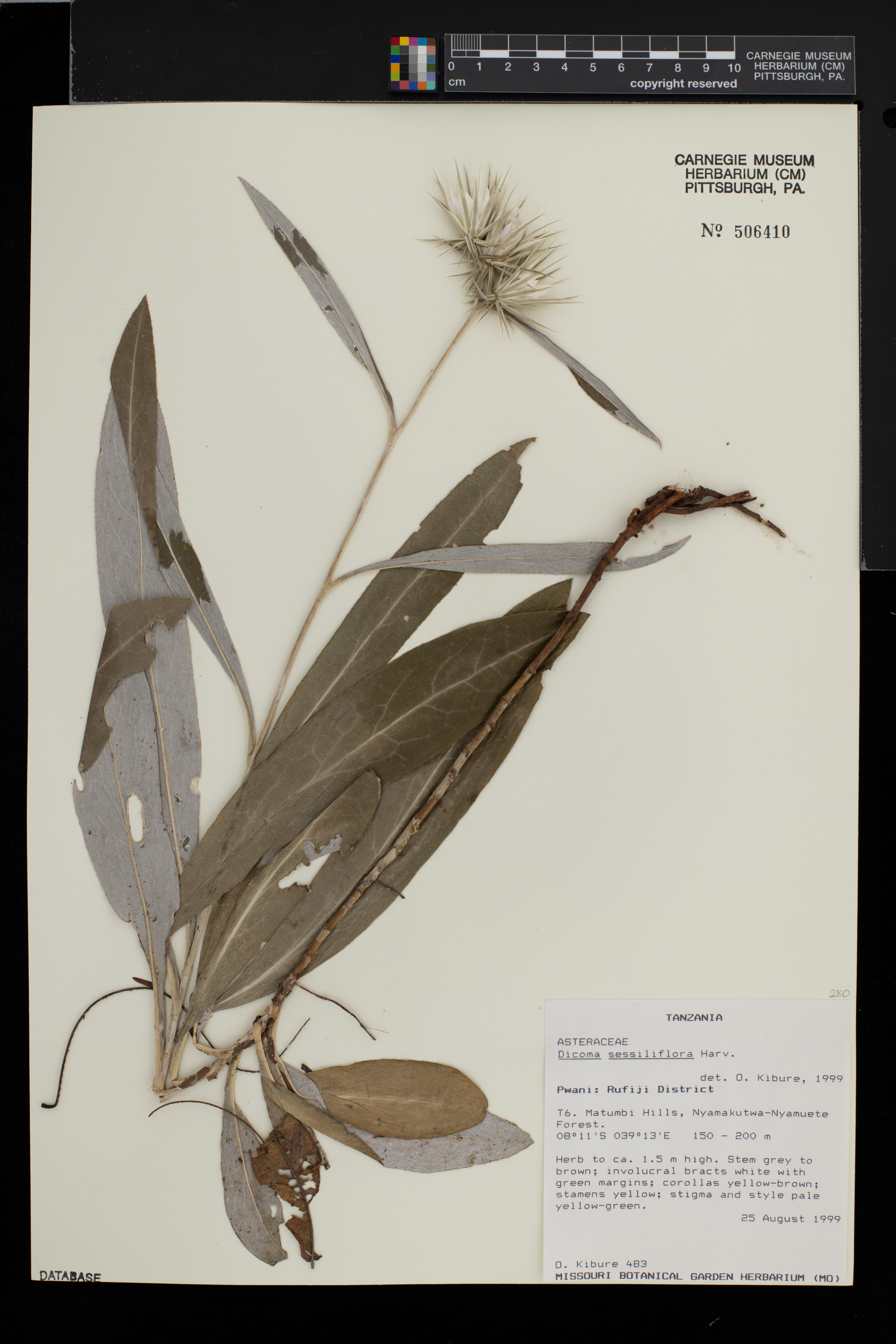 Macledium sessiliflorum subsp. sessiliflorum image