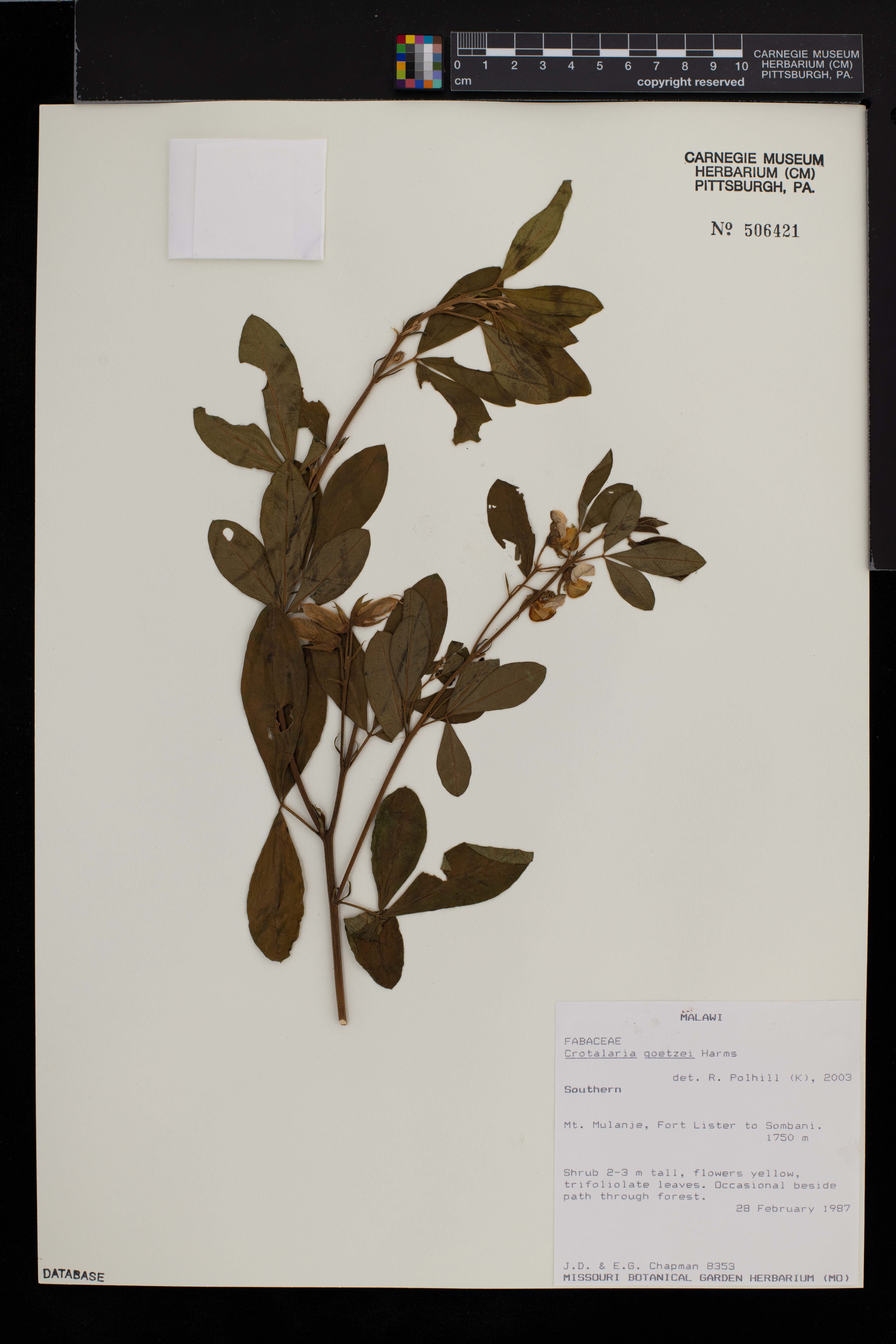 Crotalaria goetzei image