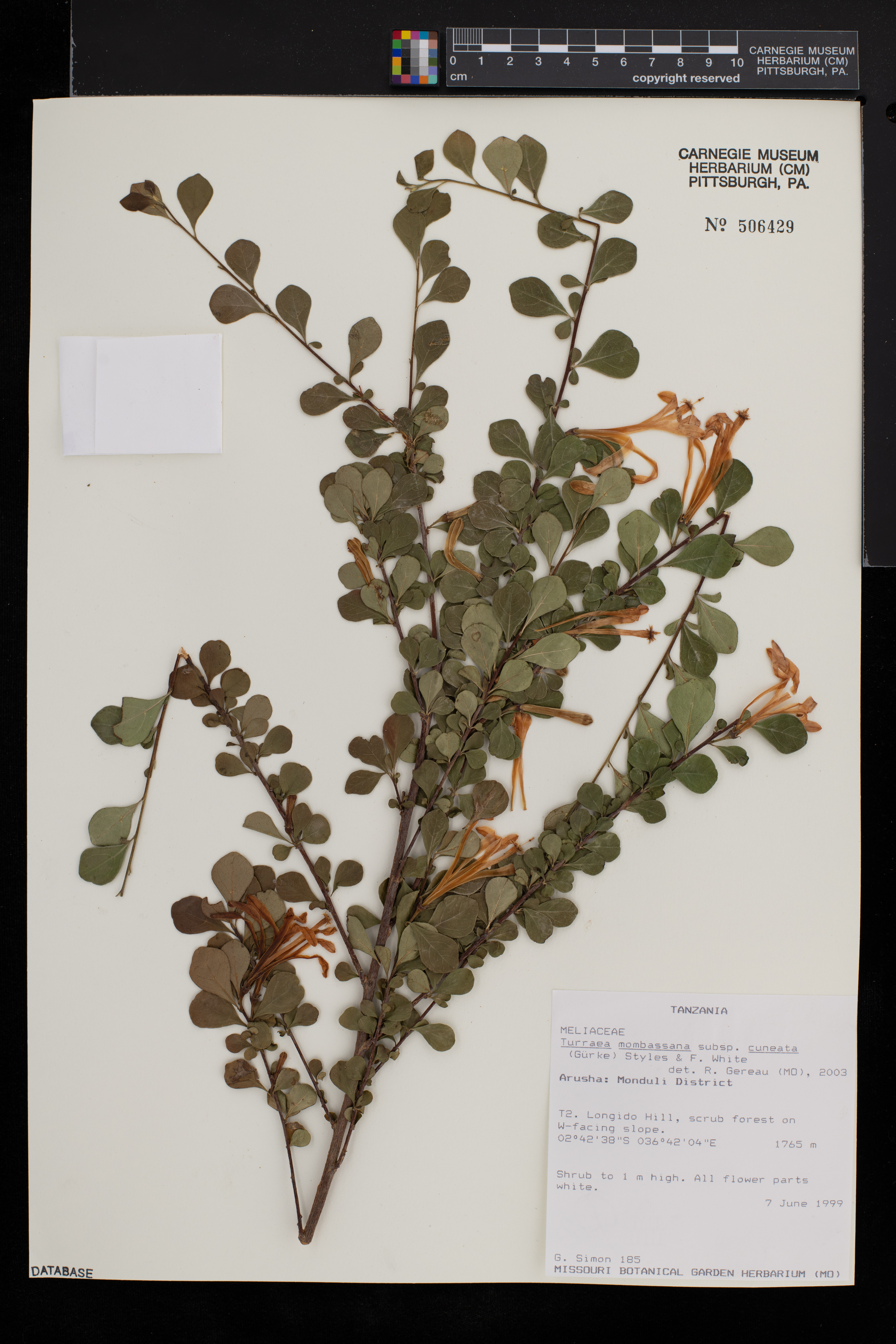 Turraea mombassana subsp. cuneata image