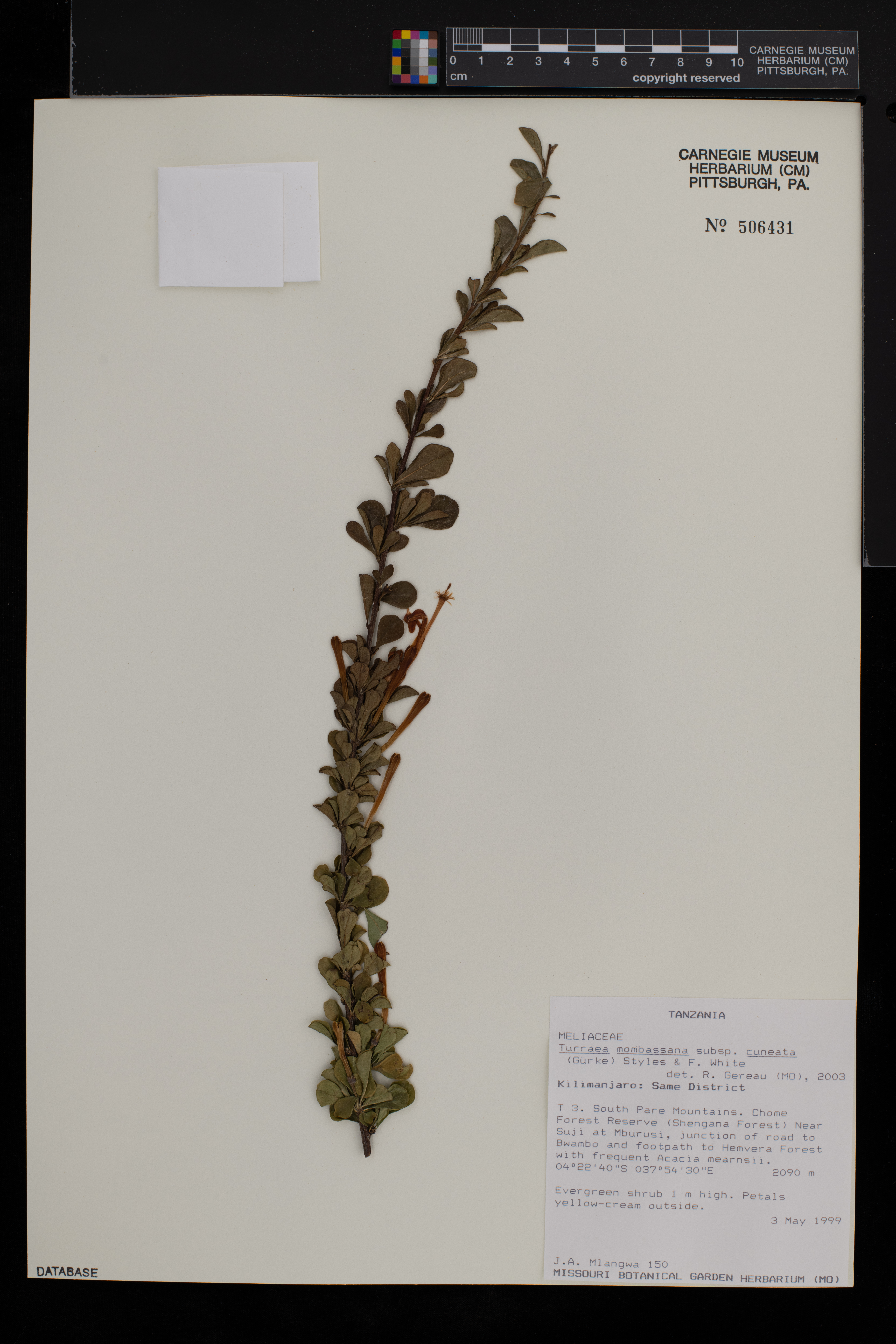 Turraea mombassana image