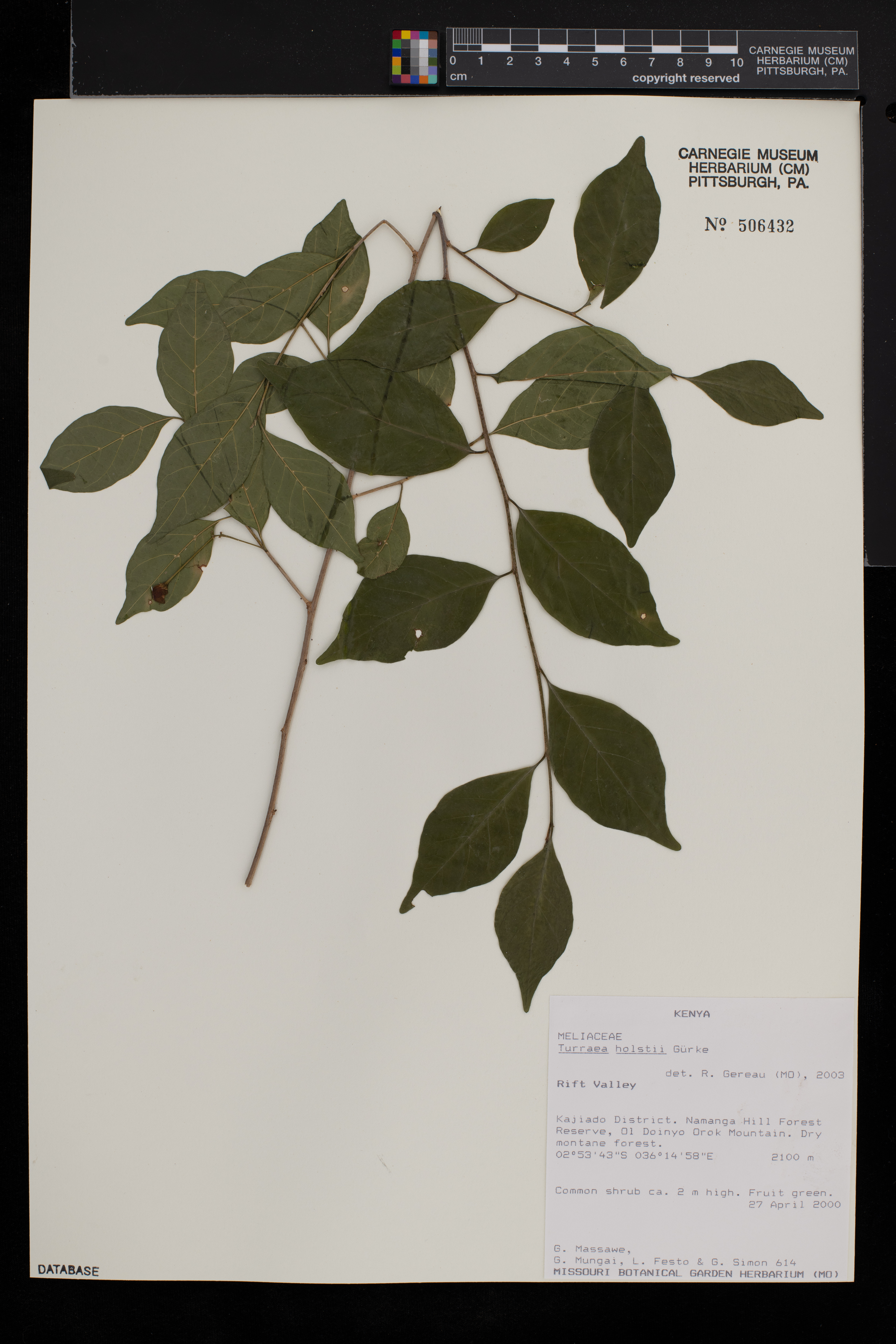 Turraea holstii image