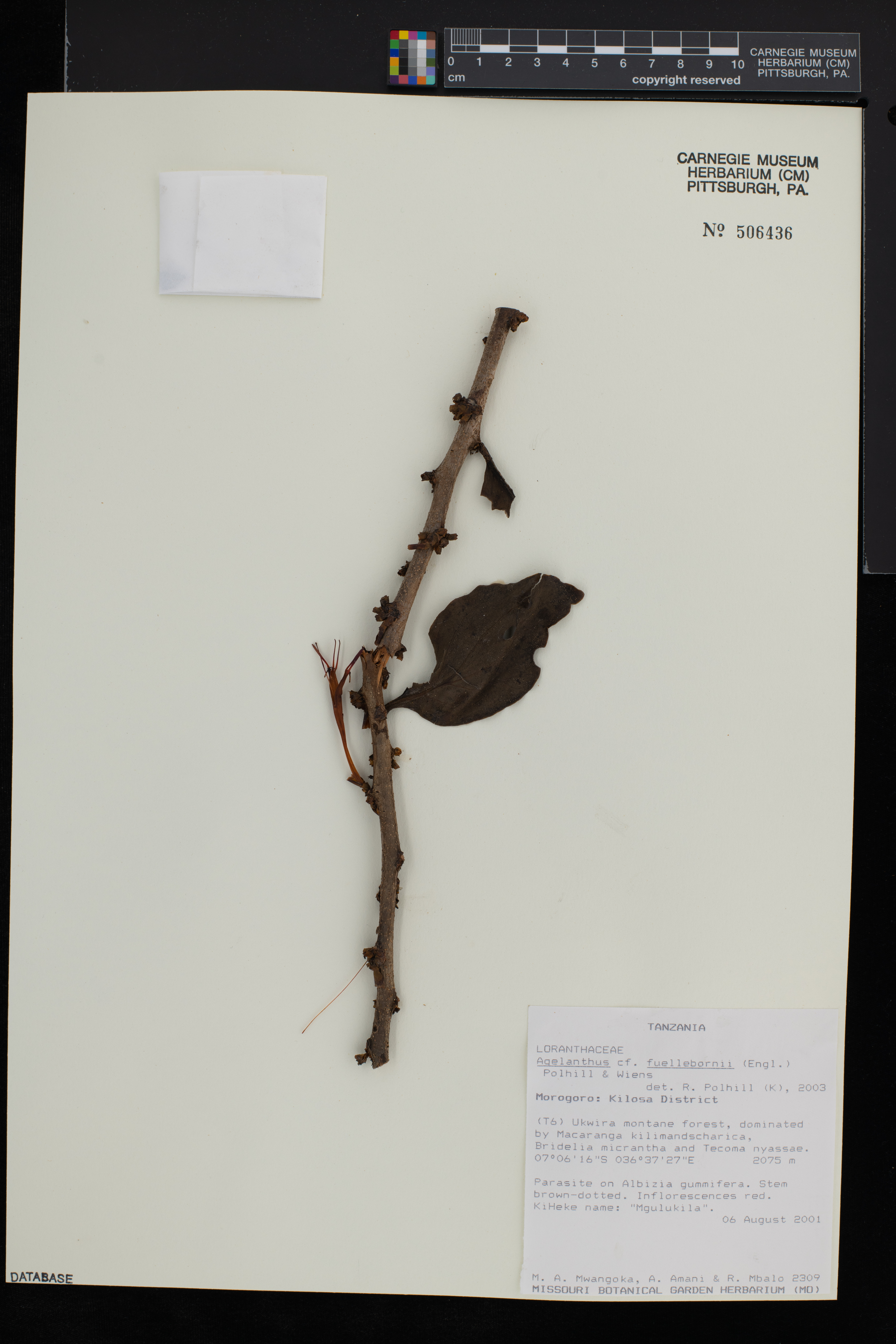 Agelanthus fuellebornii image