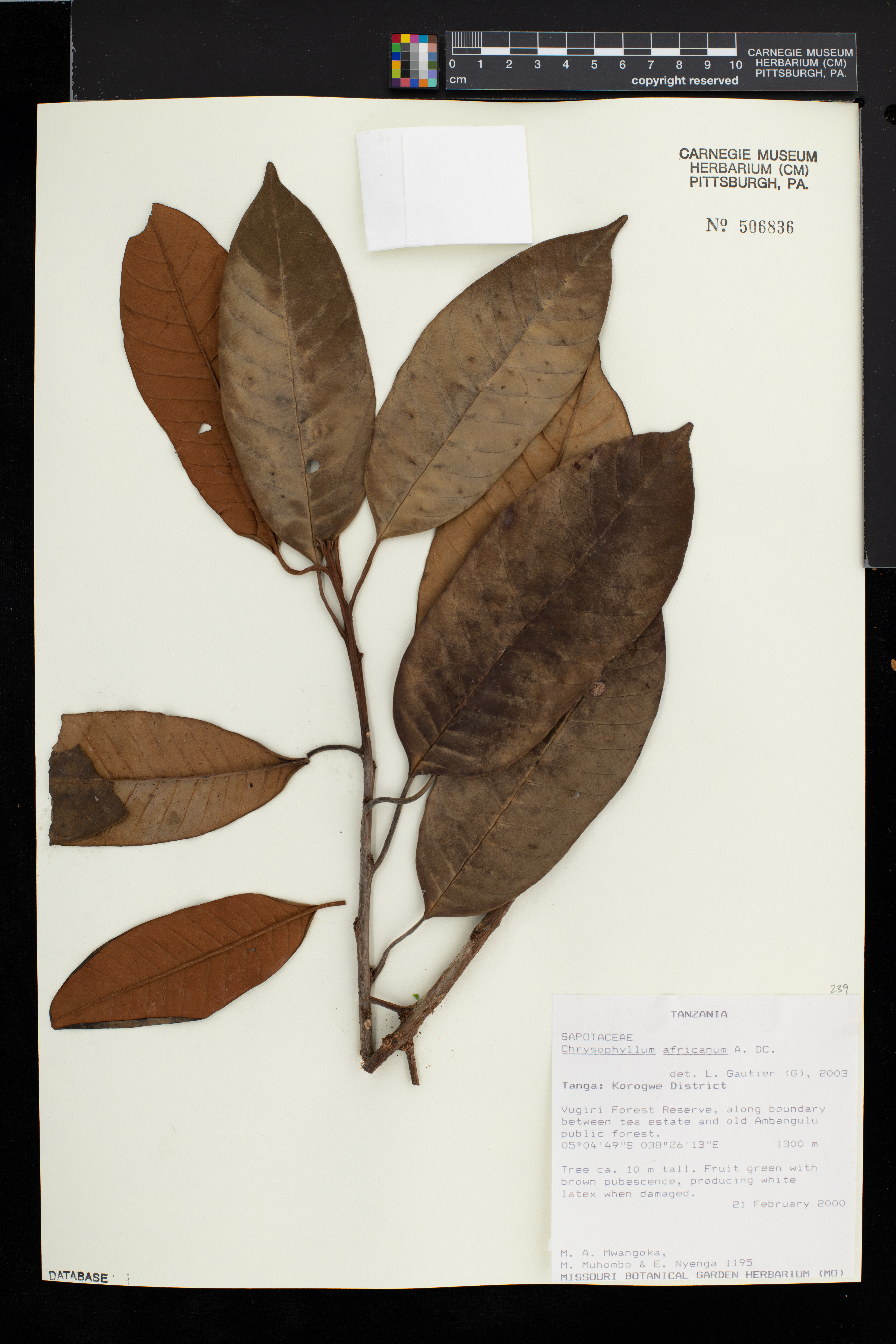 Chrysophyllum africanum image