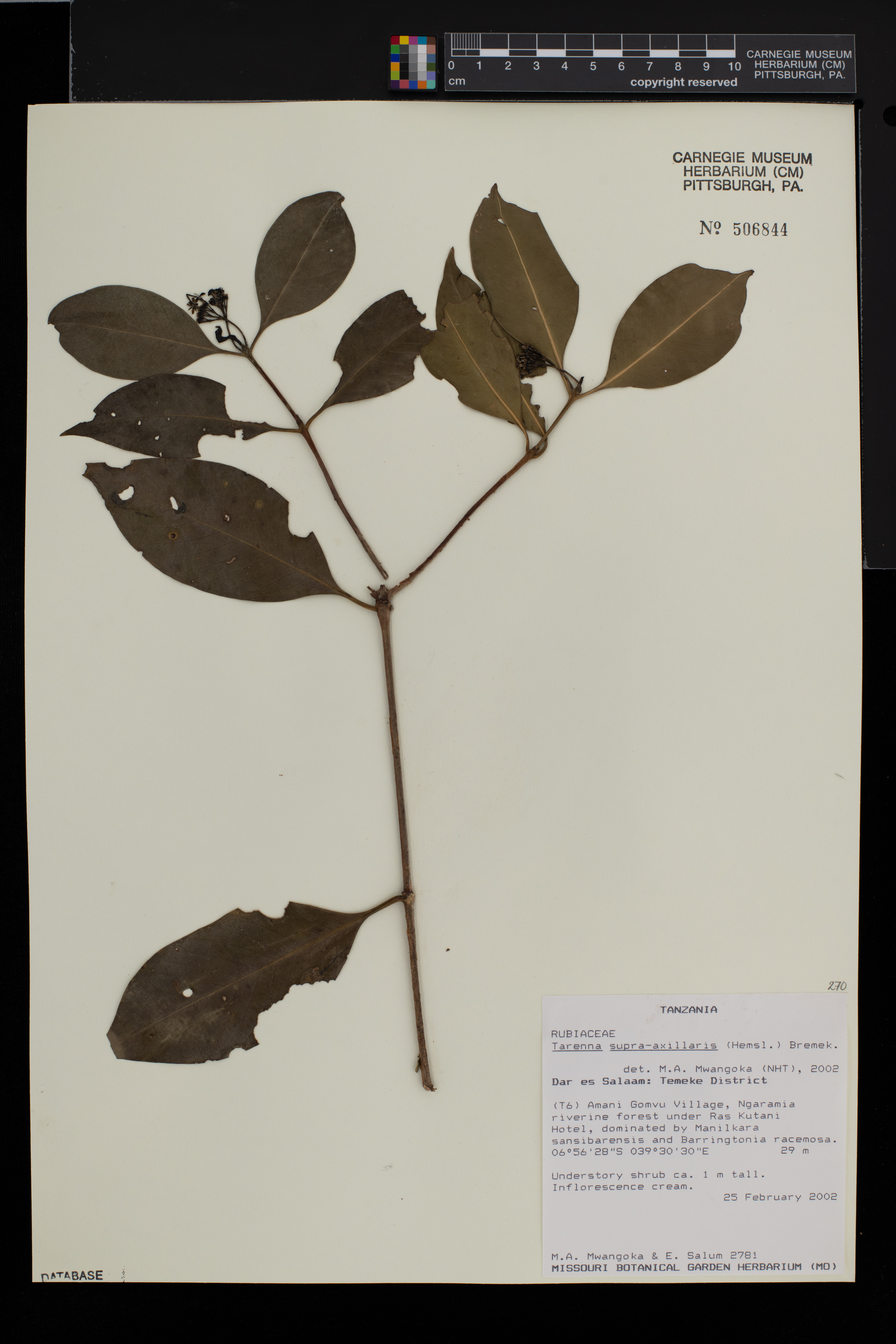 Coptosperma supra-axillare image