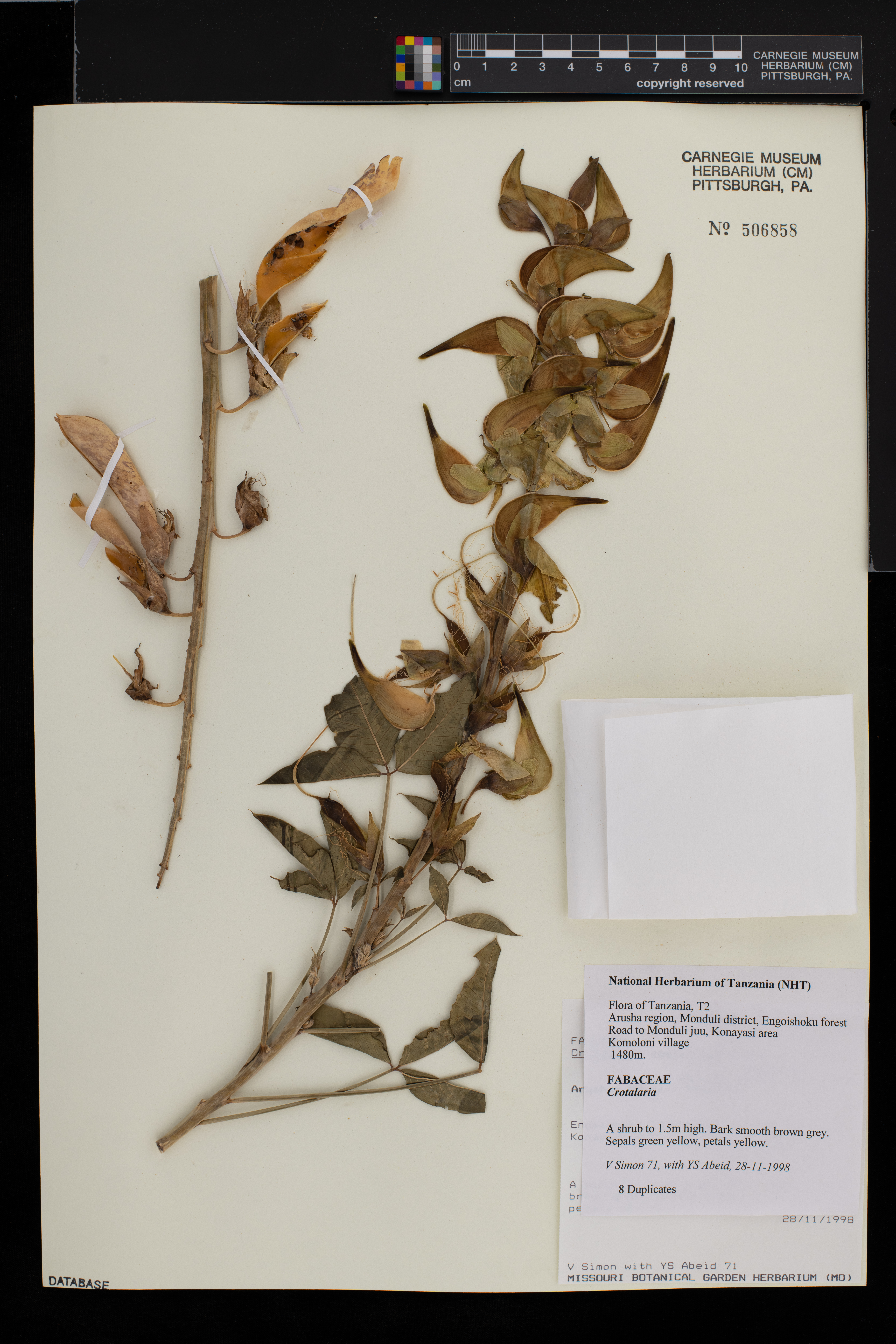Crotalaria agatiflora subsp. agatiflora image
