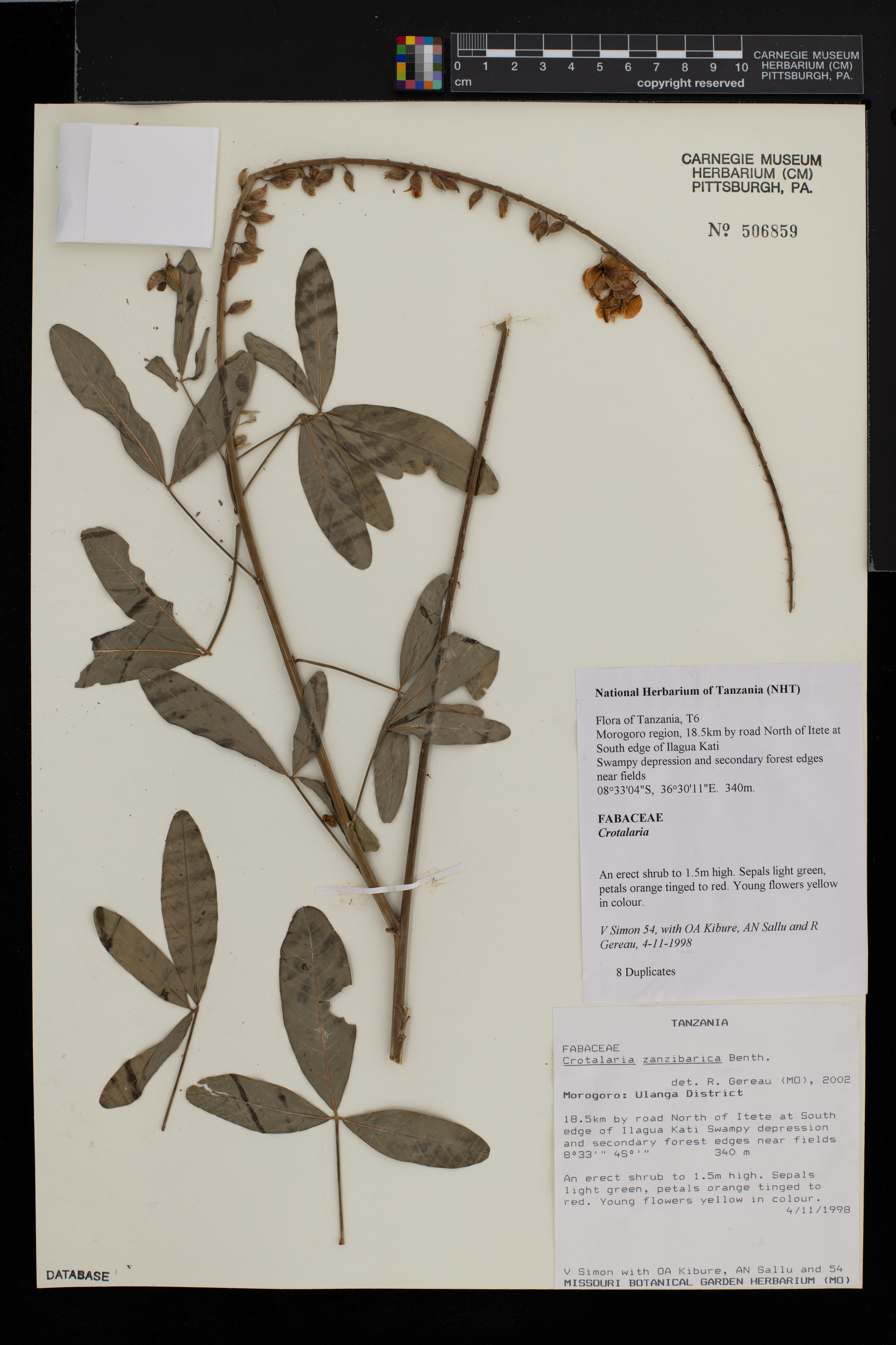 Crotalaria zanzibarica image