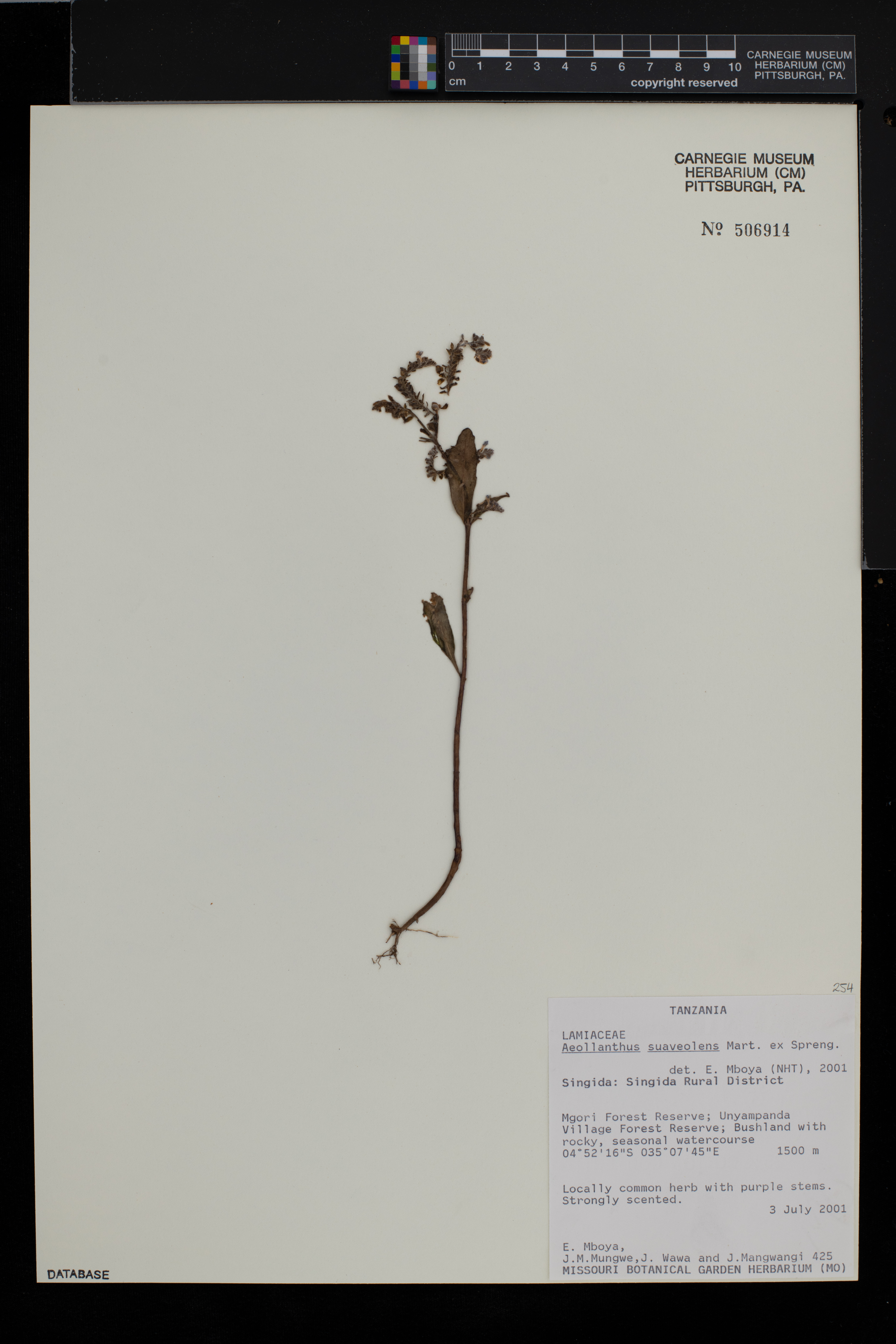 Aeollanthus suaveolens image