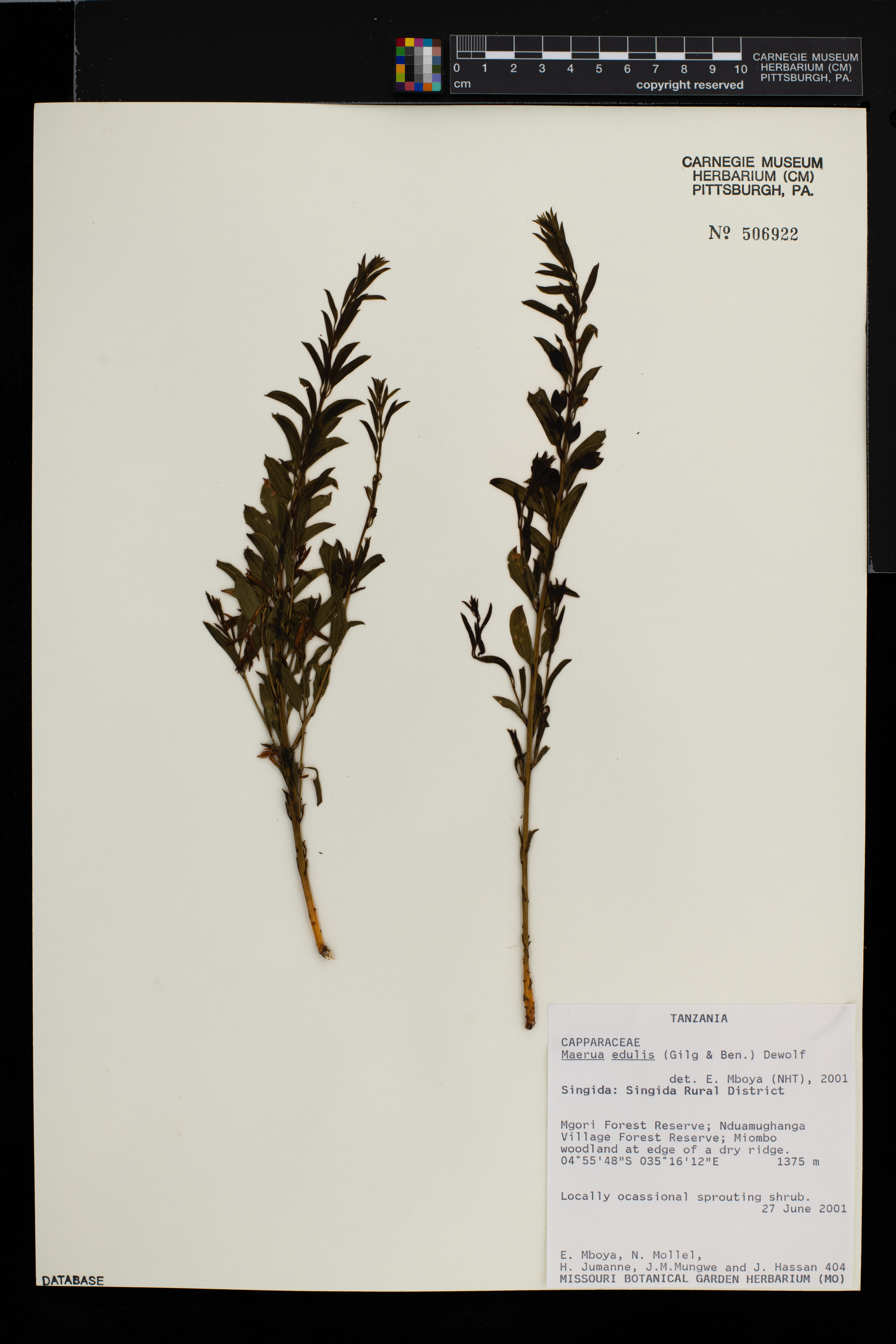 Maerua edulis image