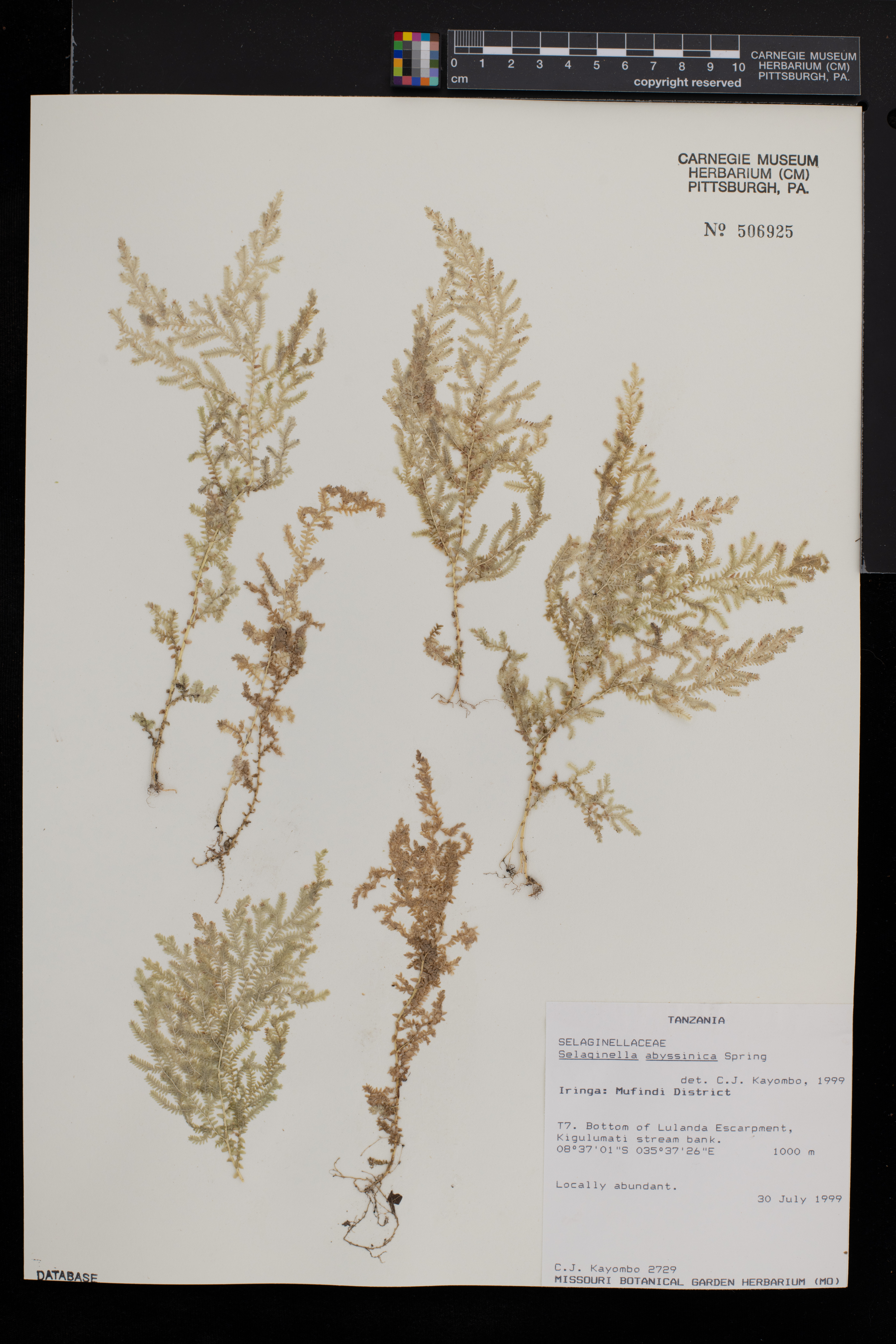 Selaginella goudotiana var. abyssinica image