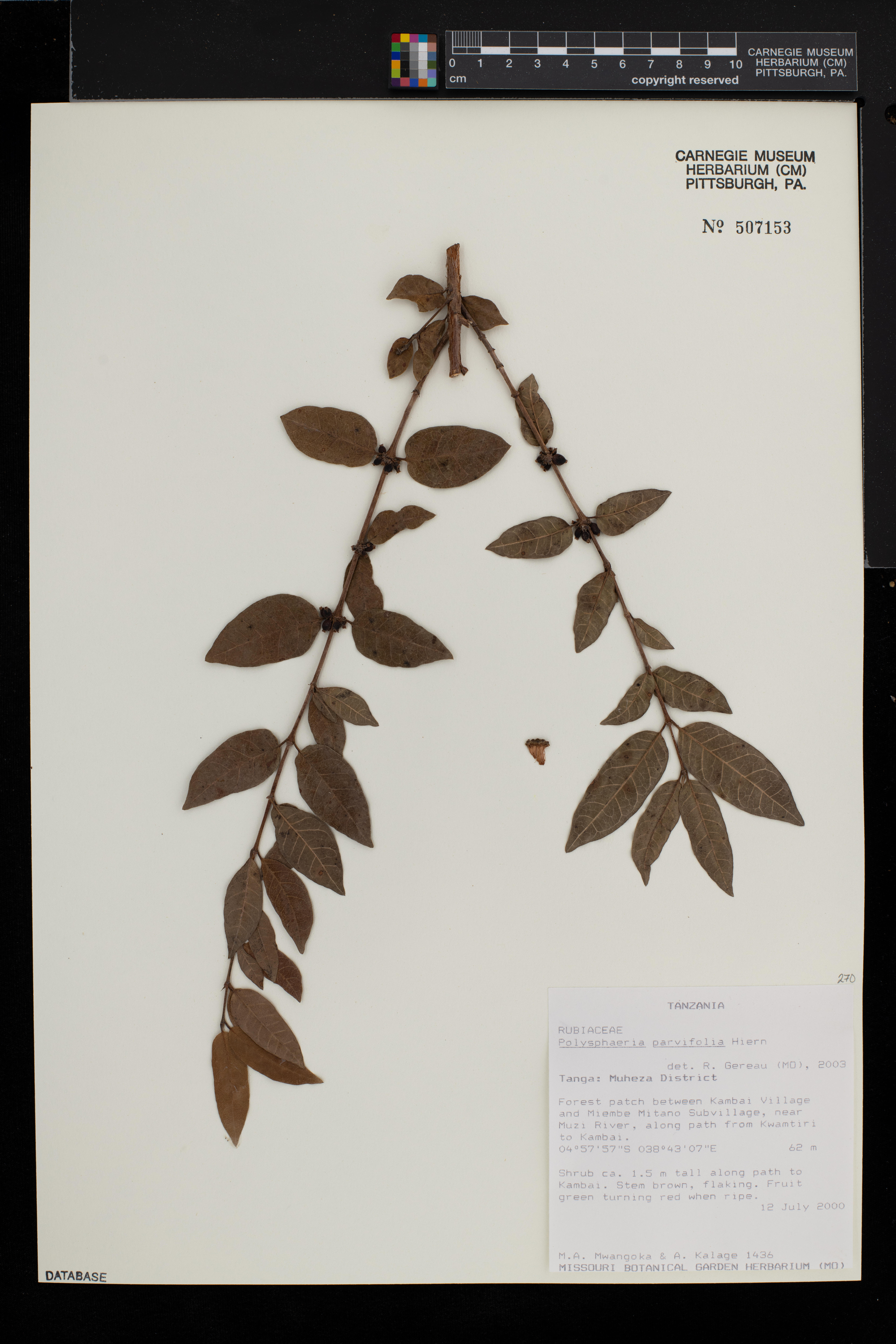 Polysphaeria parvifolia image