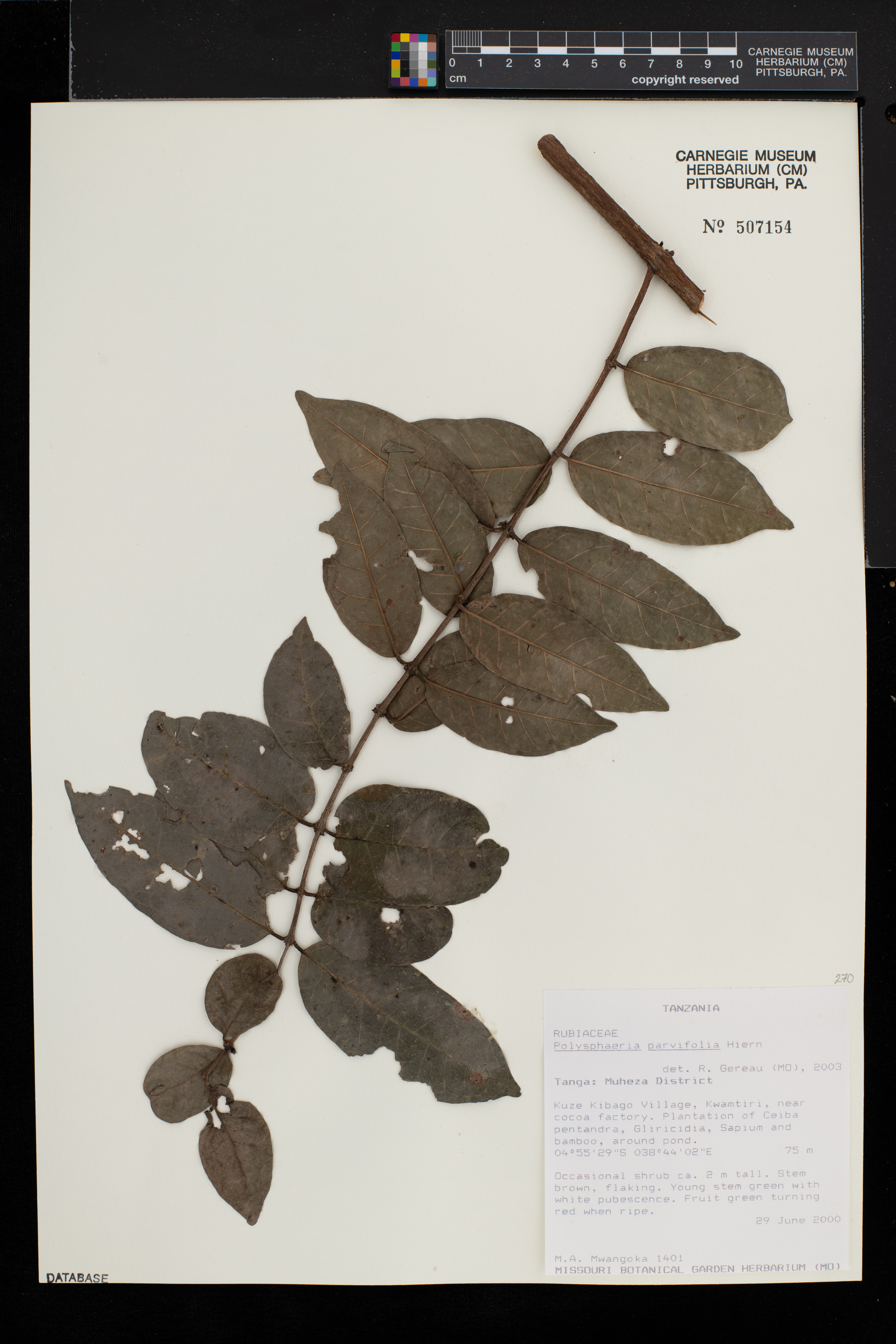 Polysphaeria parvifolia image