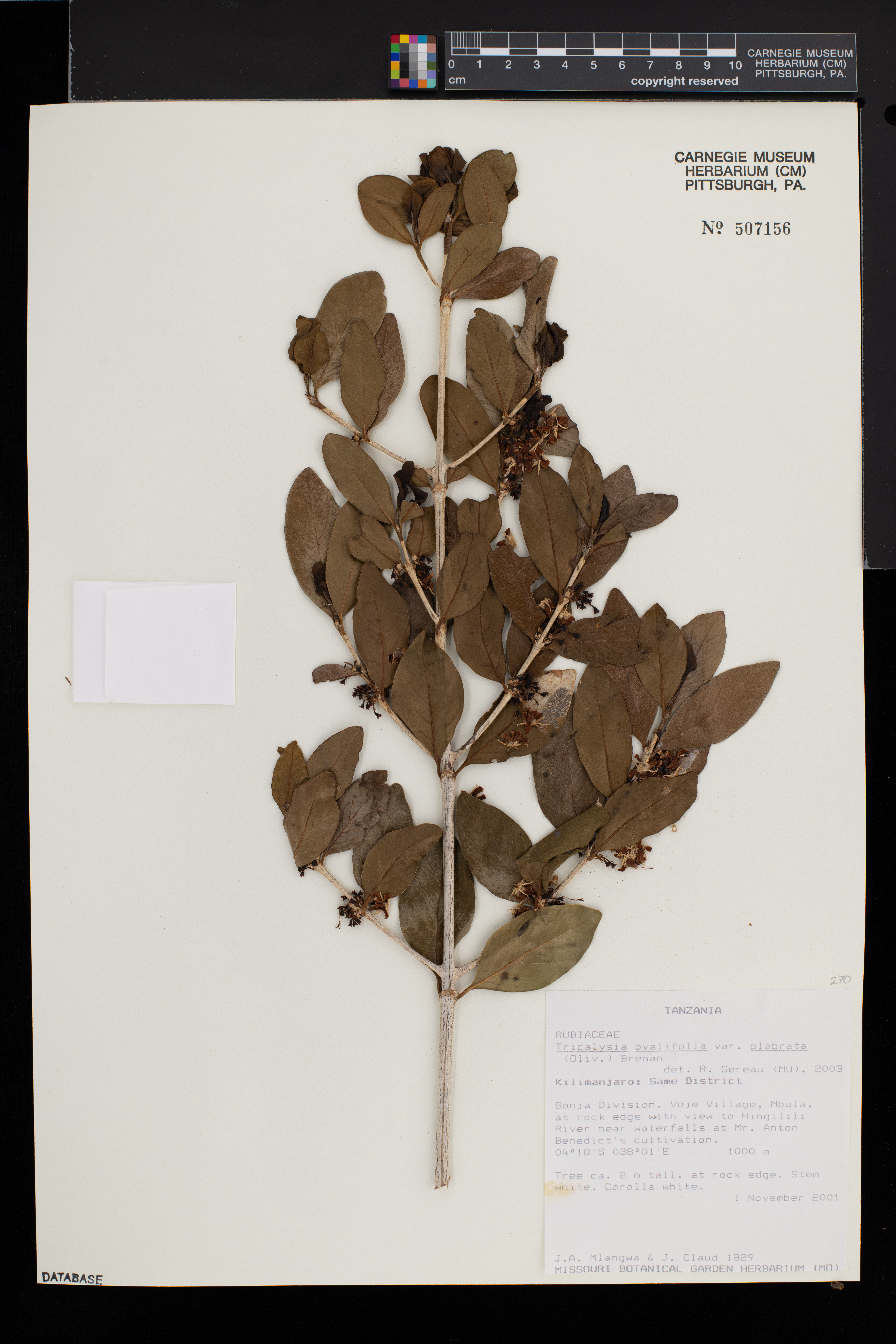 Empogona ovalifolia var. glabrata image