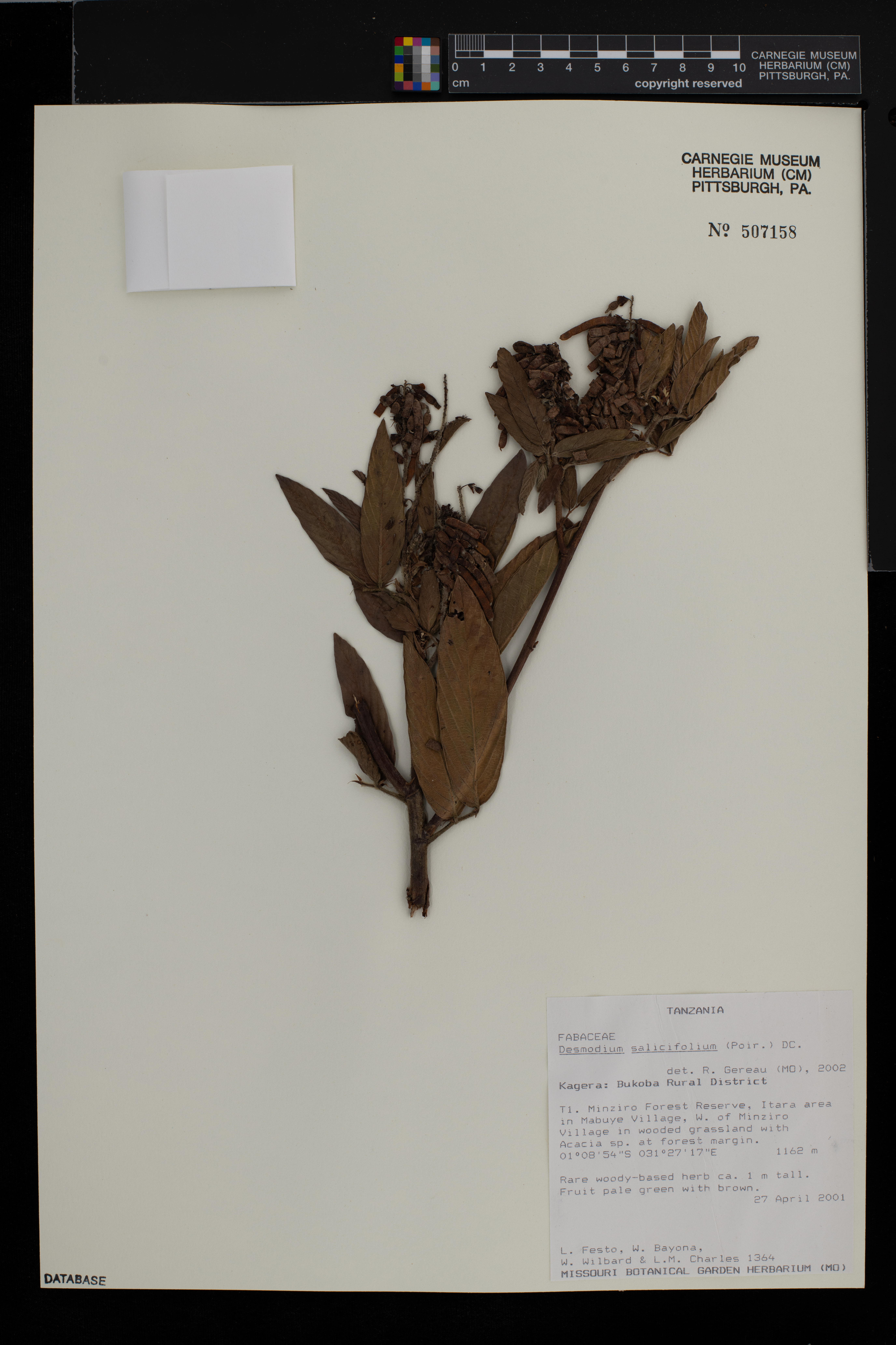Desmodium salicifolium image
