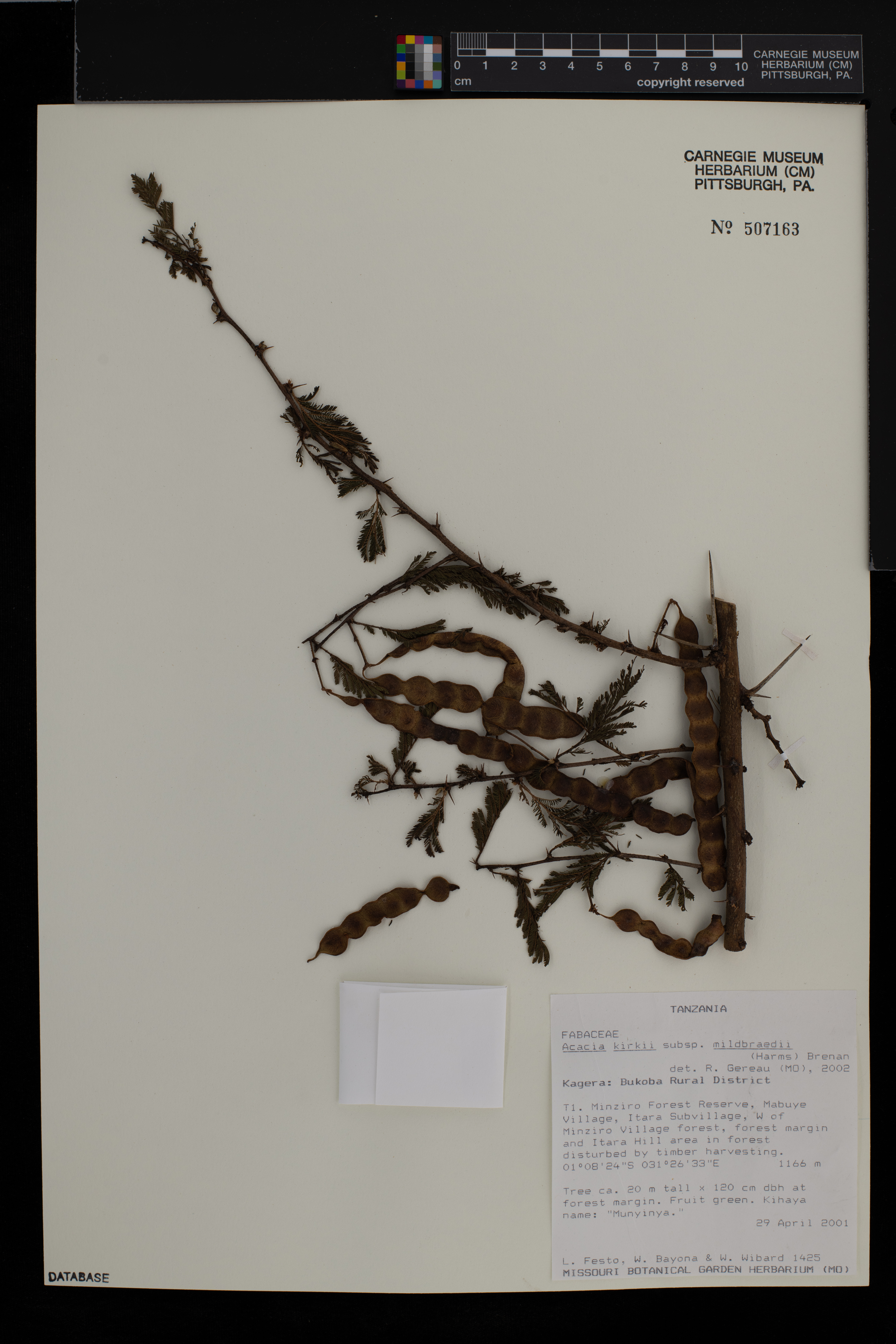 Acacia kirkii subsp. mildbraedii image