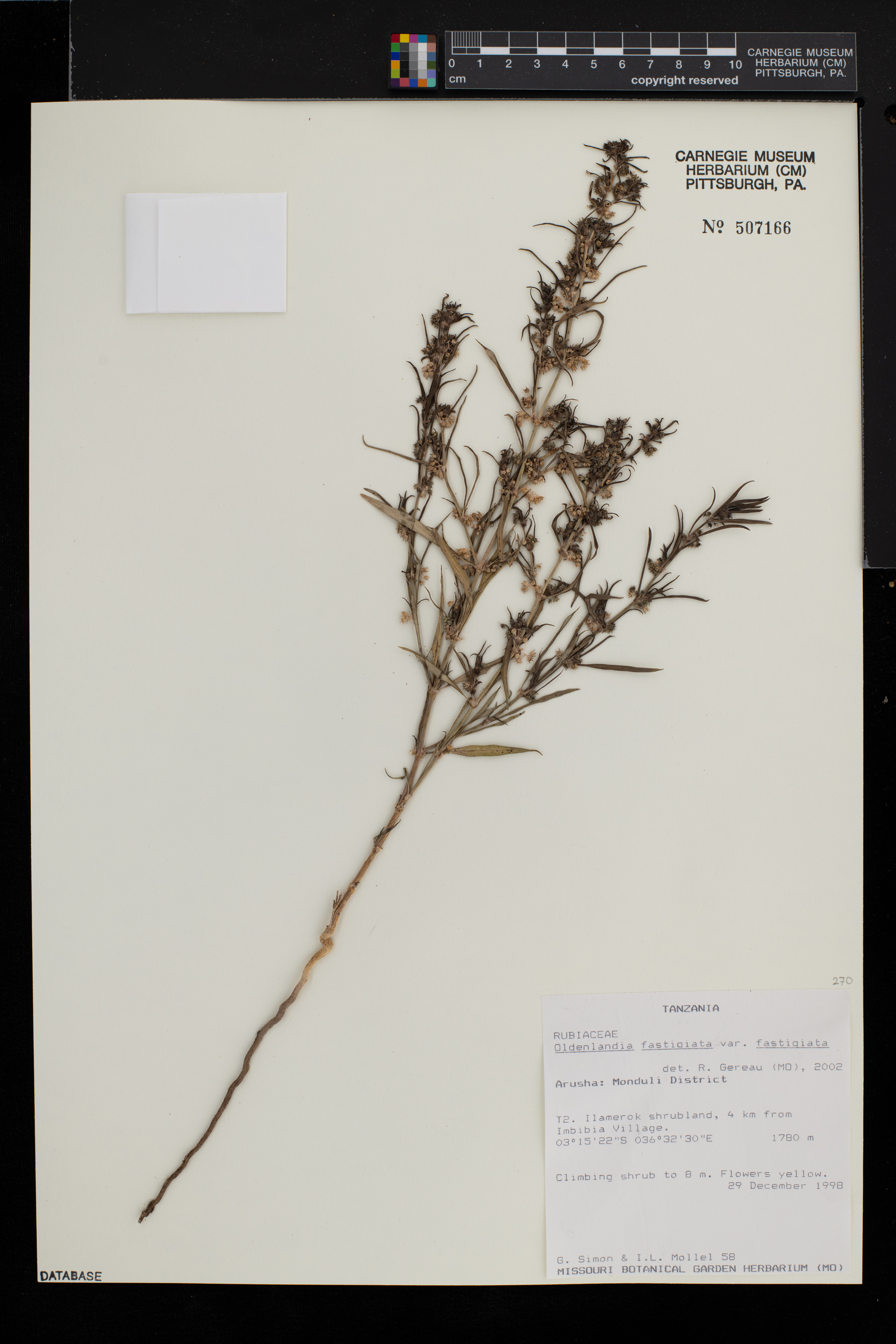 Oldenlandia fastigiata var. fastigiata image