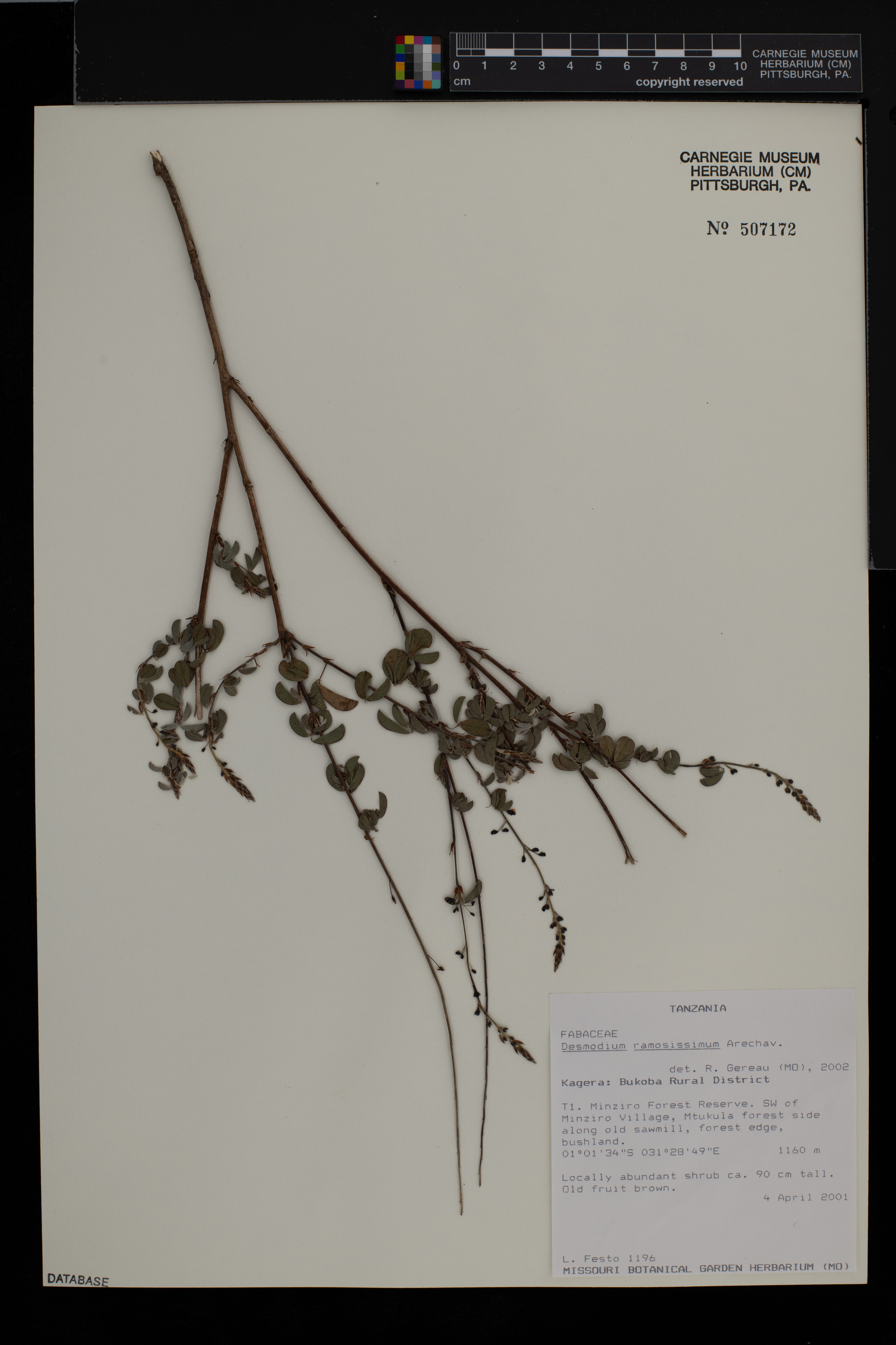 Desmodium ramosissimum image