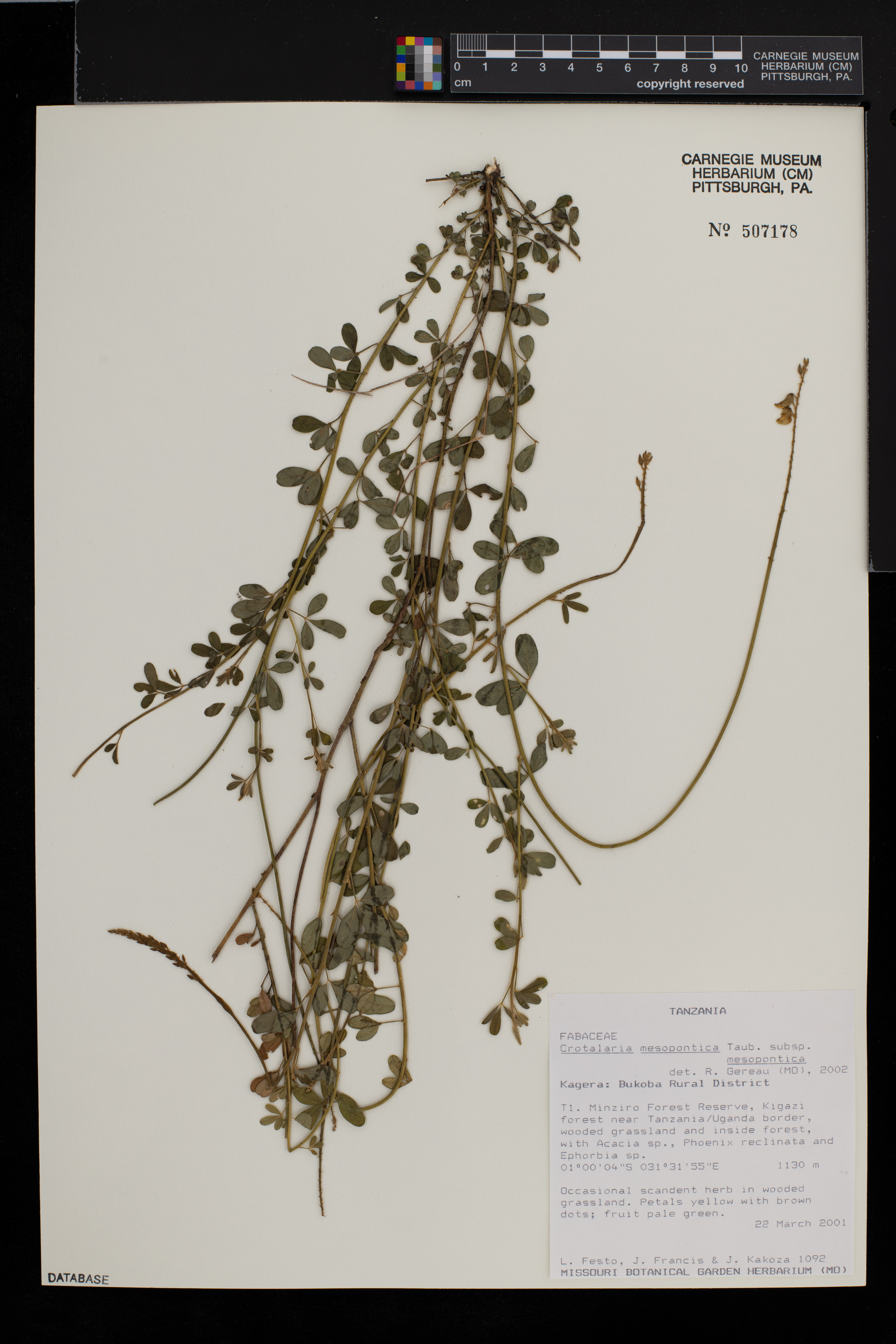 Crotalaria mesopontica subsp. mesopontica image
