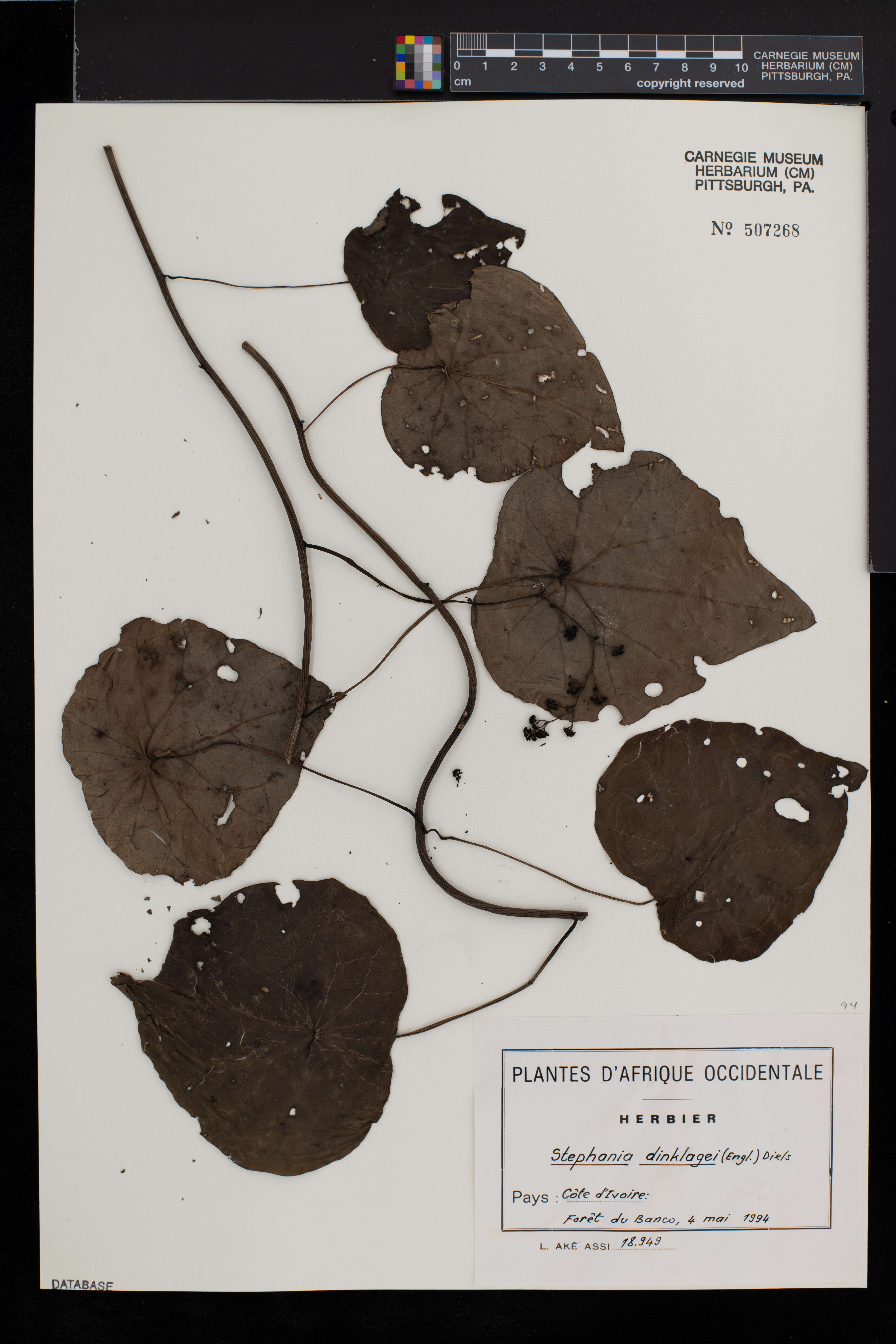 Stephania dinklagei image