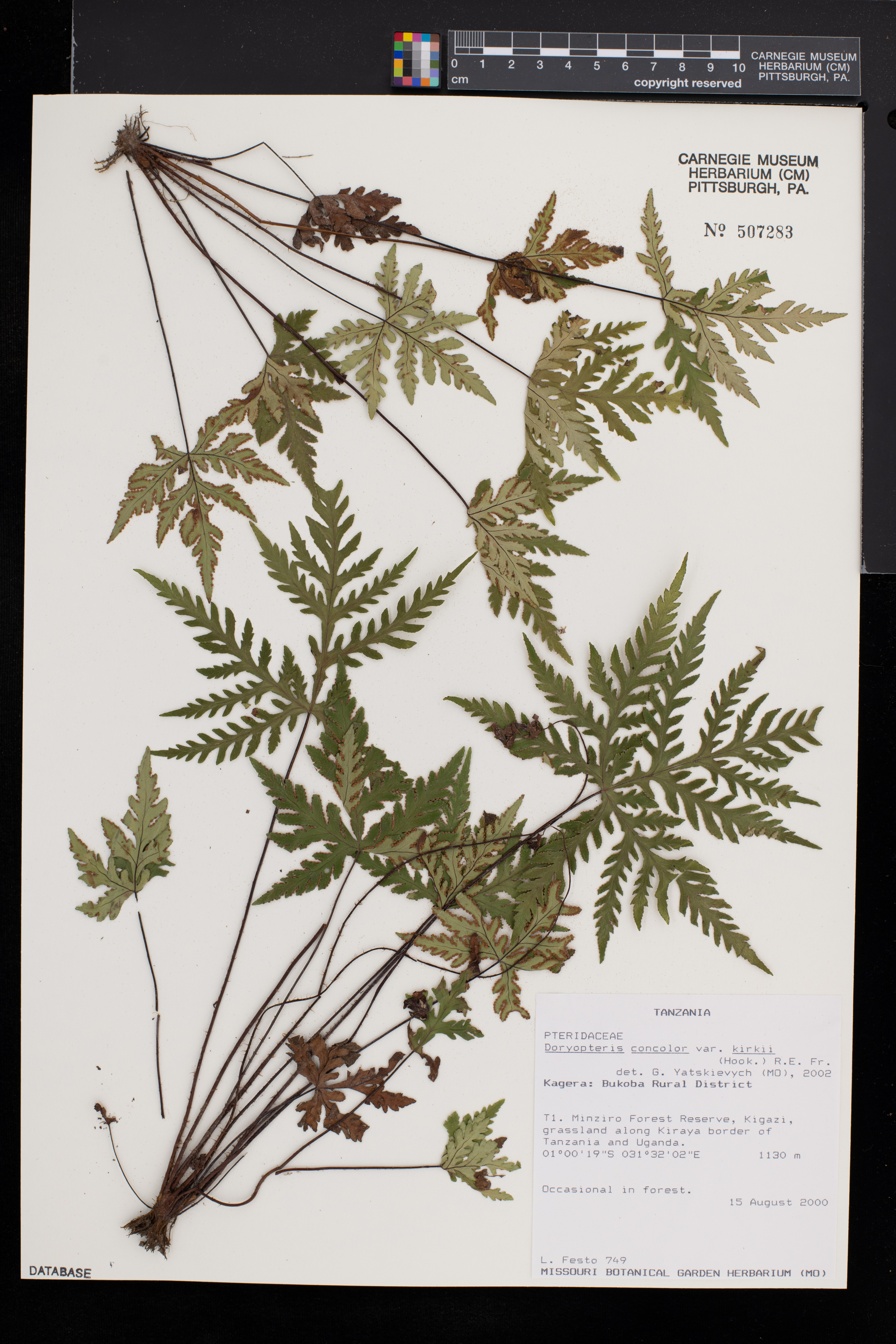 Doryopteris kirkii image