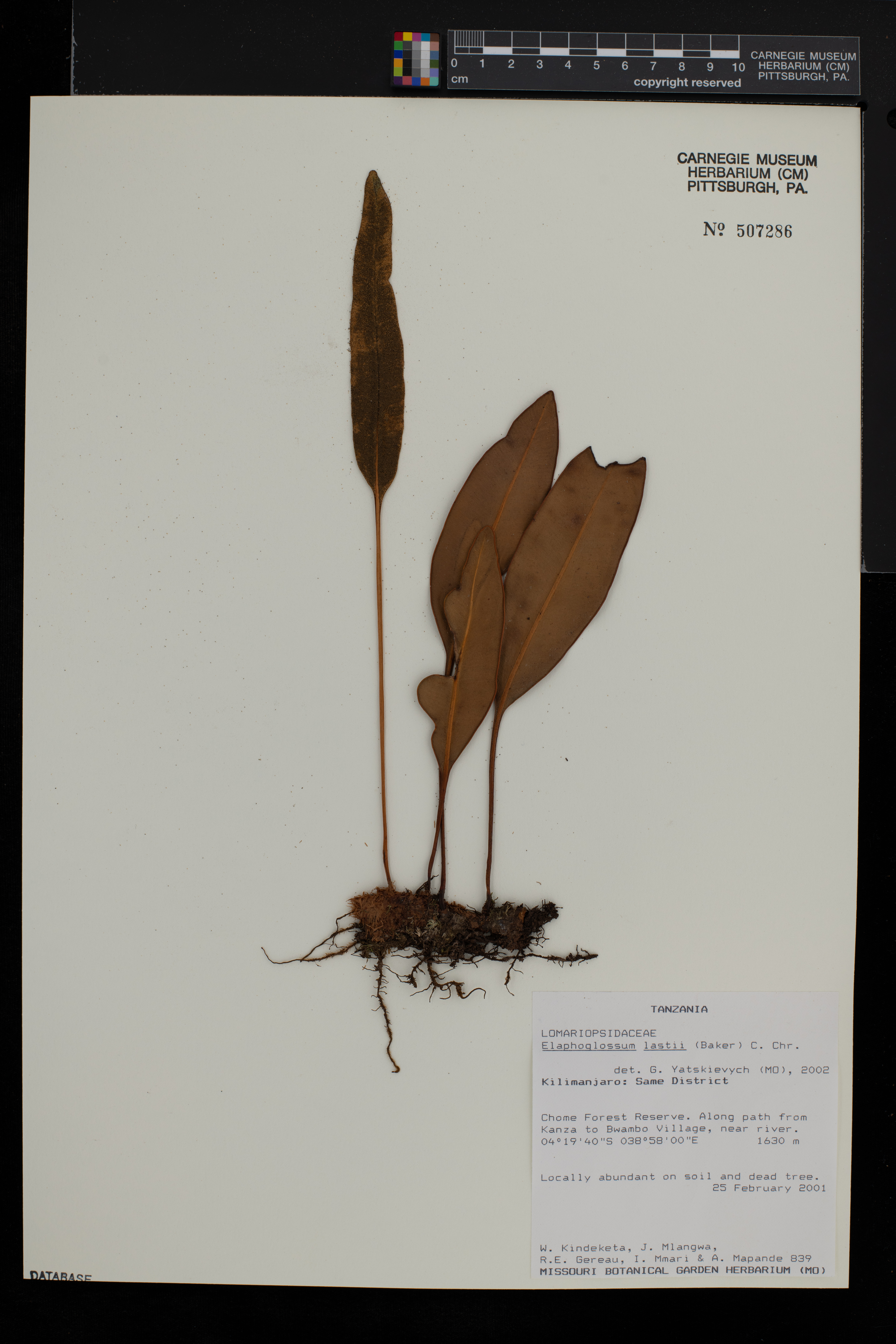 Elaphoglossum lastii image