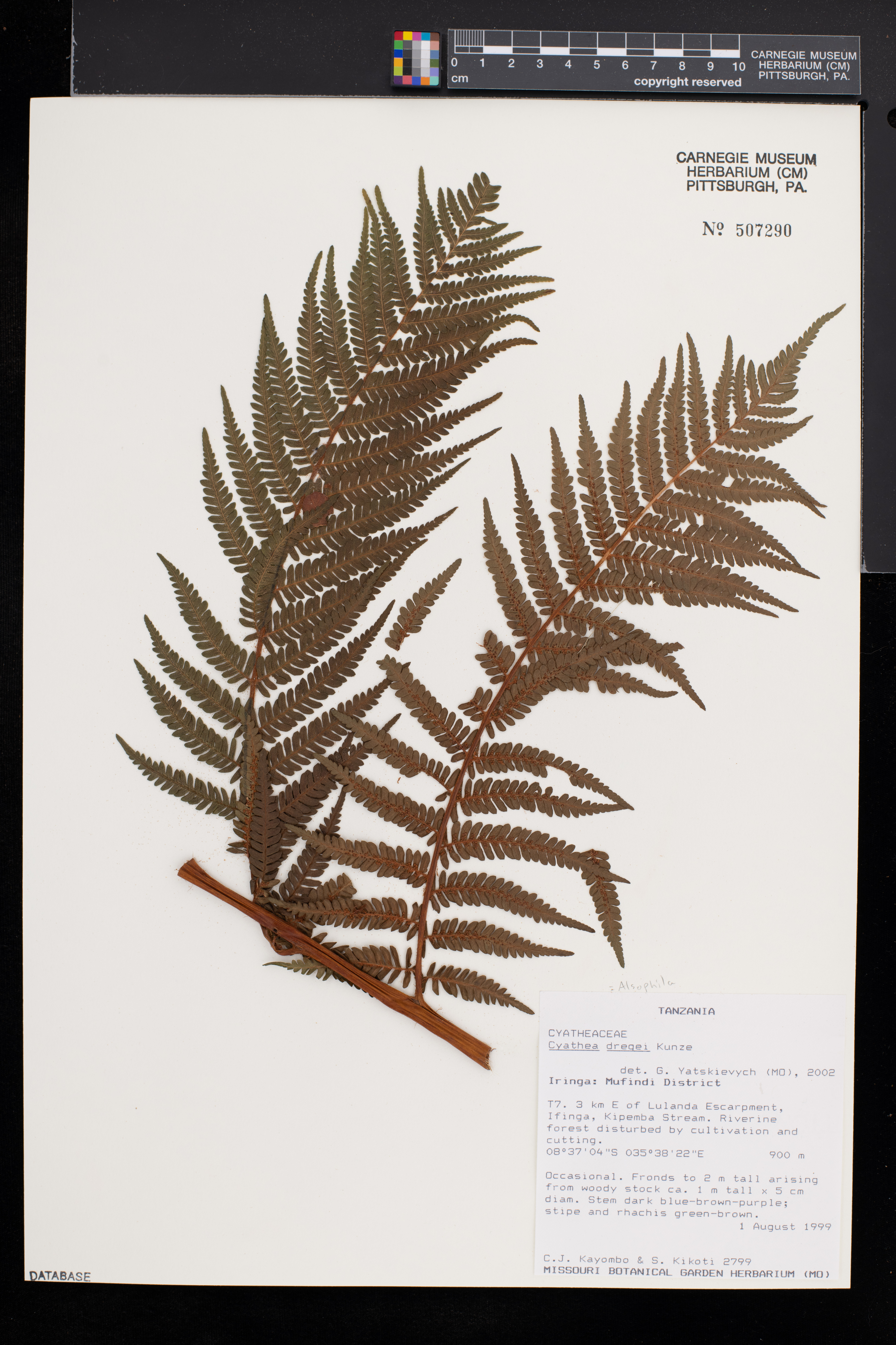 Cyathea dregei image