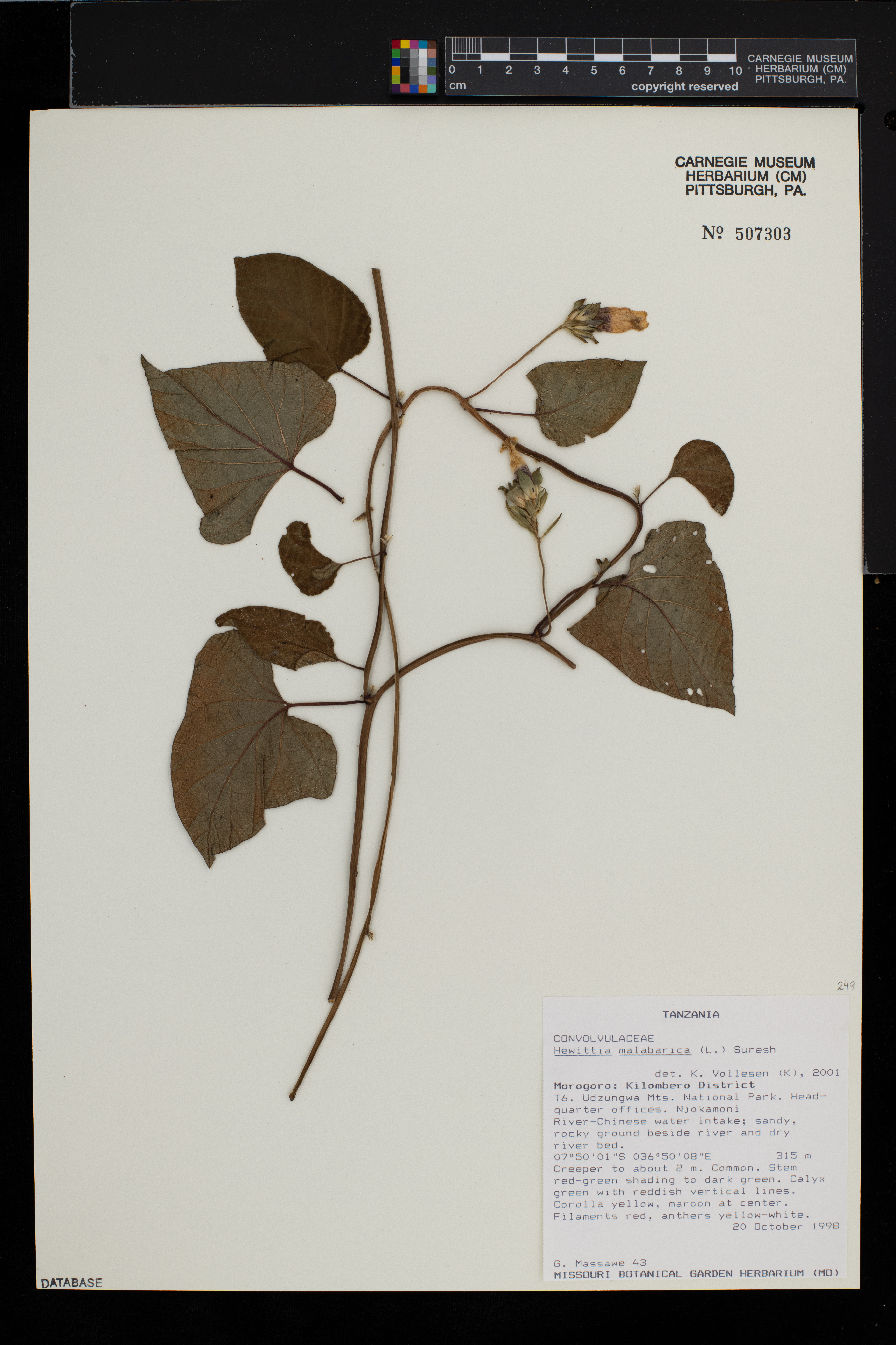 Hewittia image