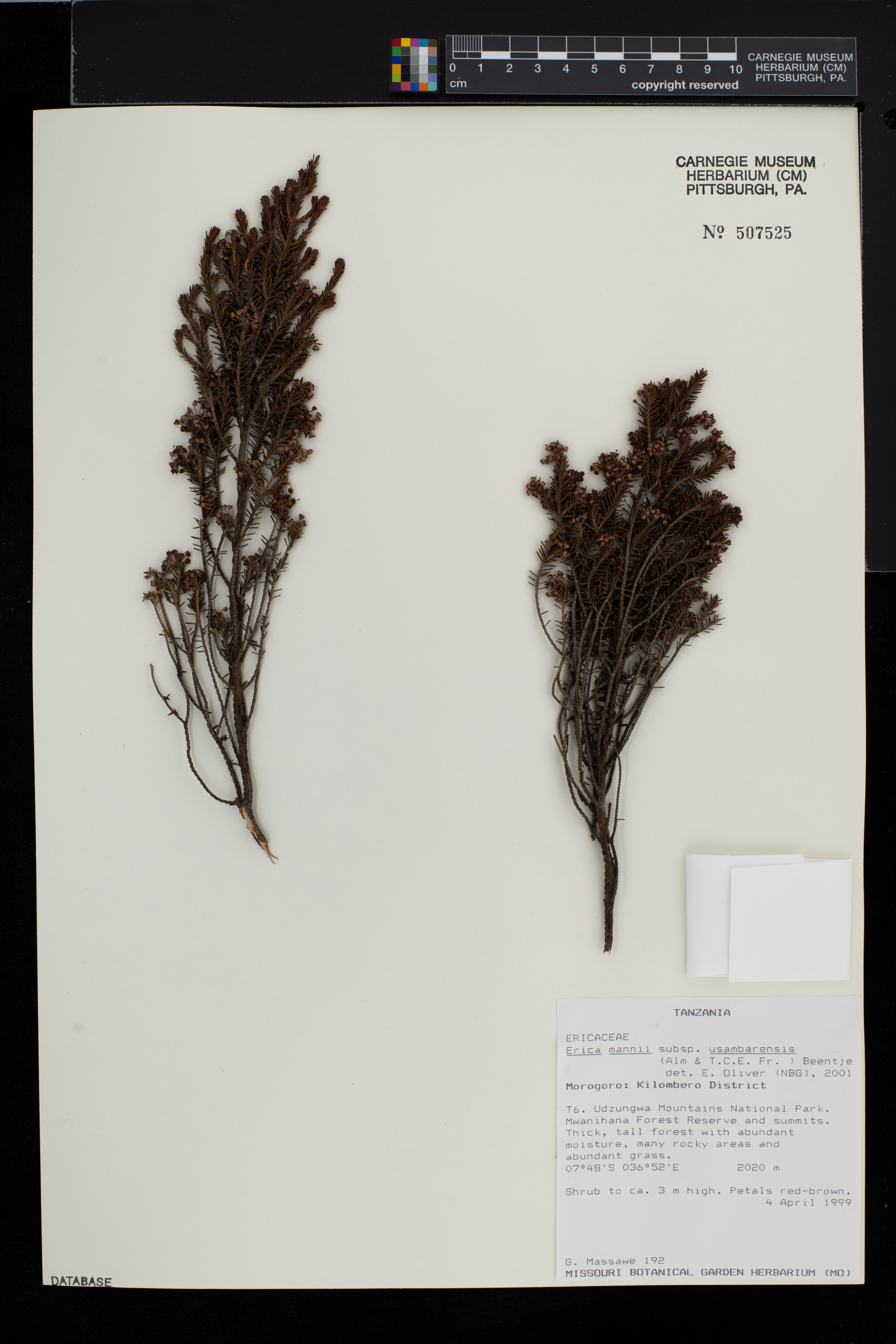 Erica mannii subsp. usambarensis image