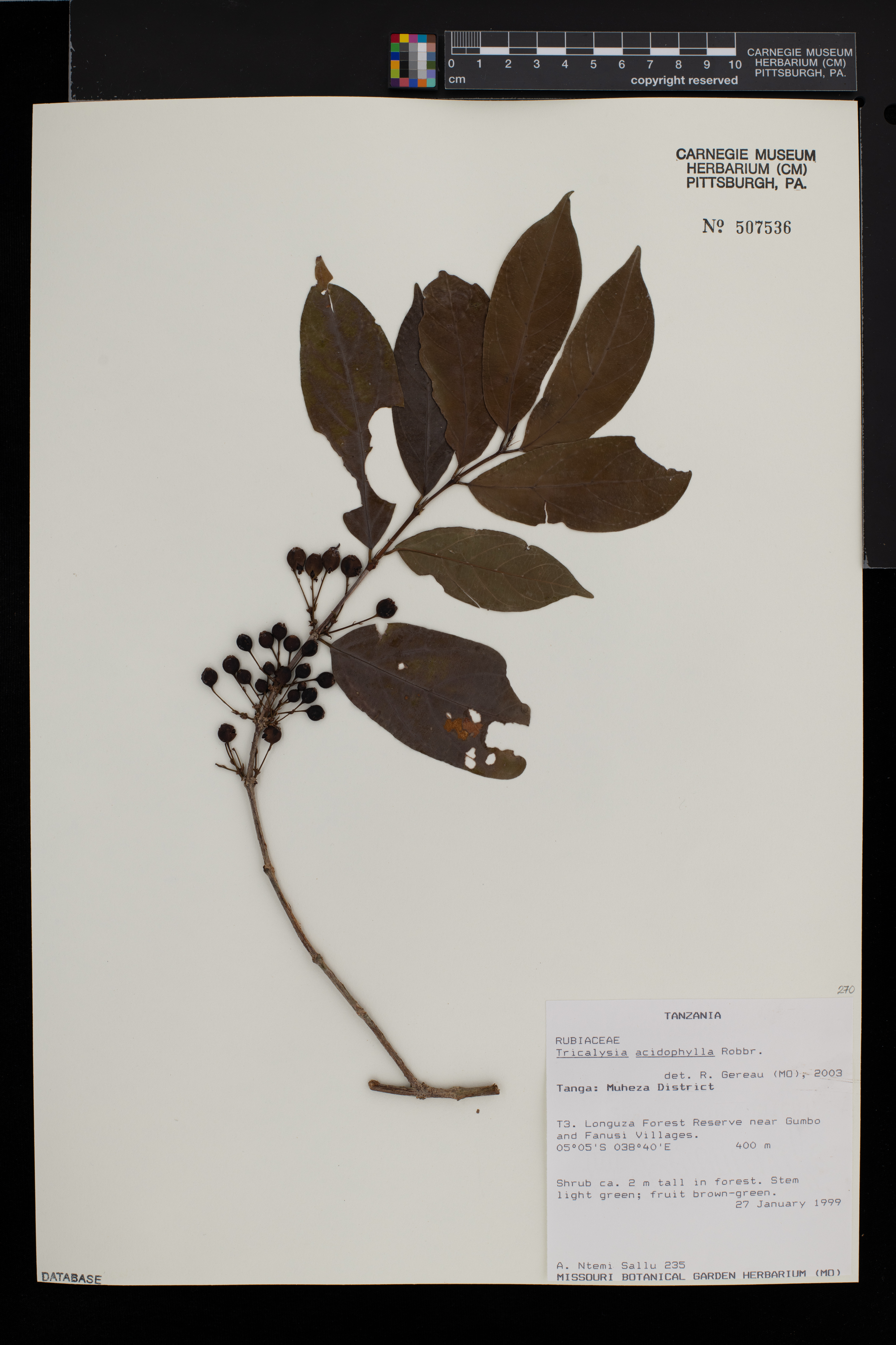Empogona acidophylla image