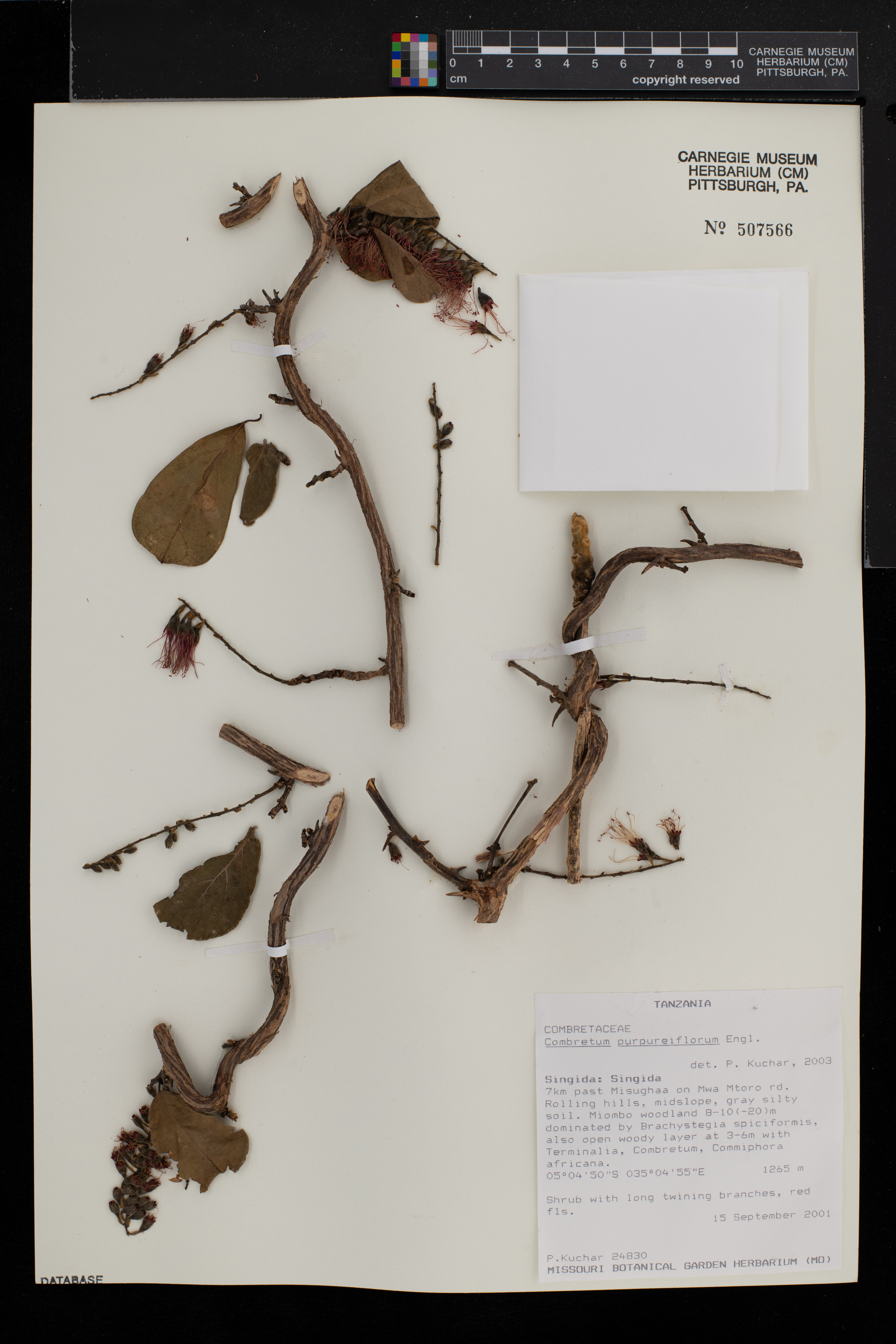 Combretum purpureiflorum image