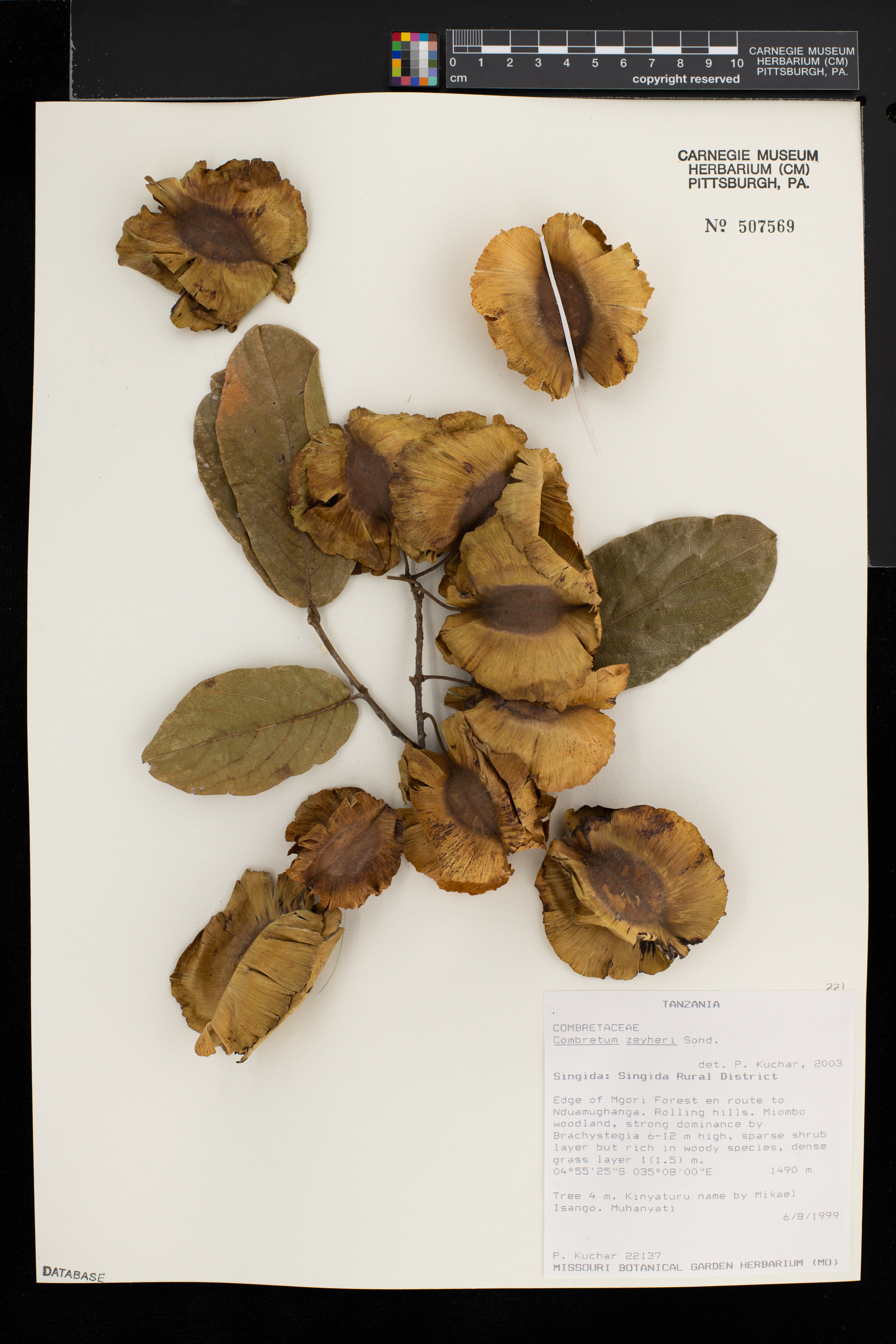 Combretum zeyheri image