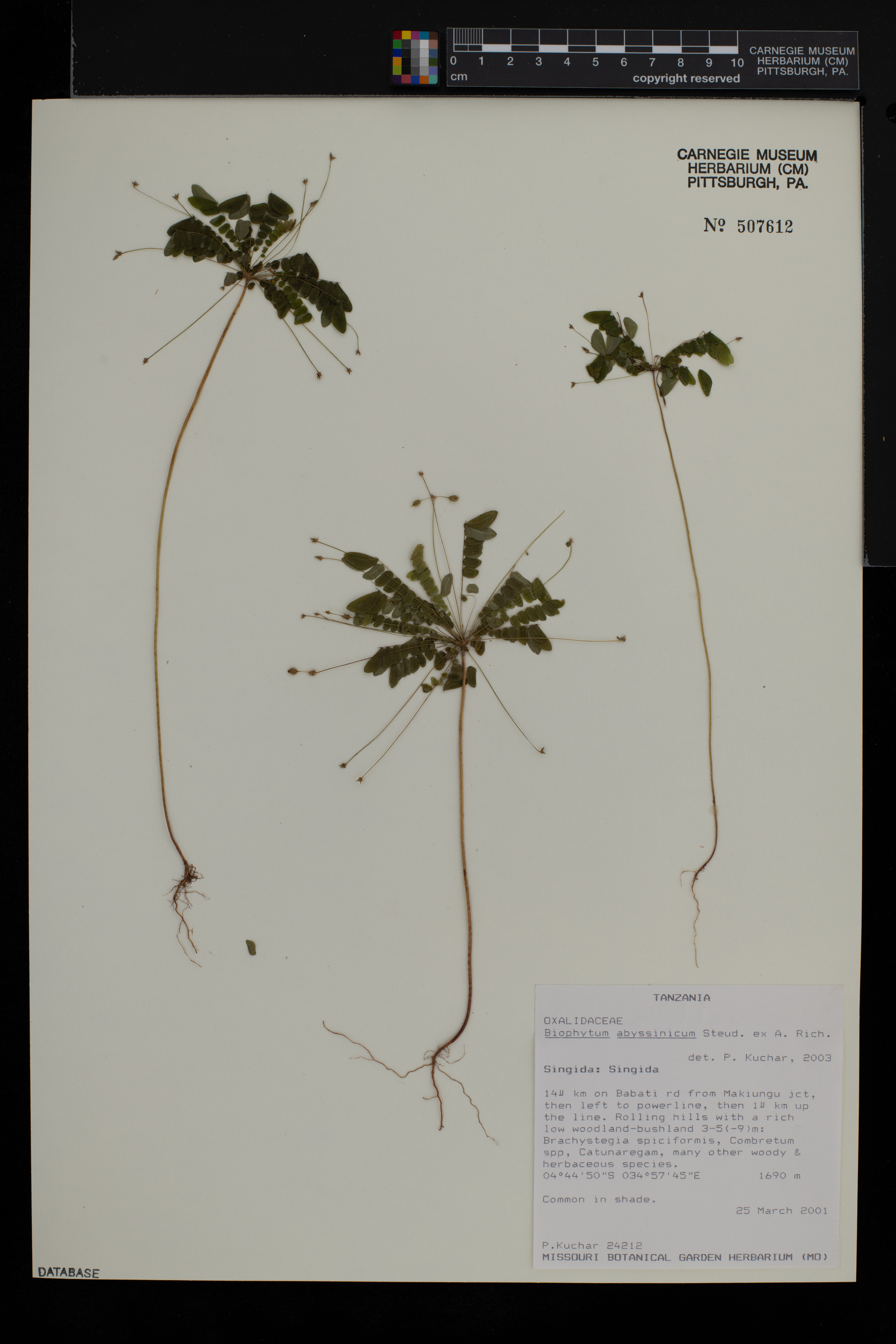 Biophytum abyssinicum image