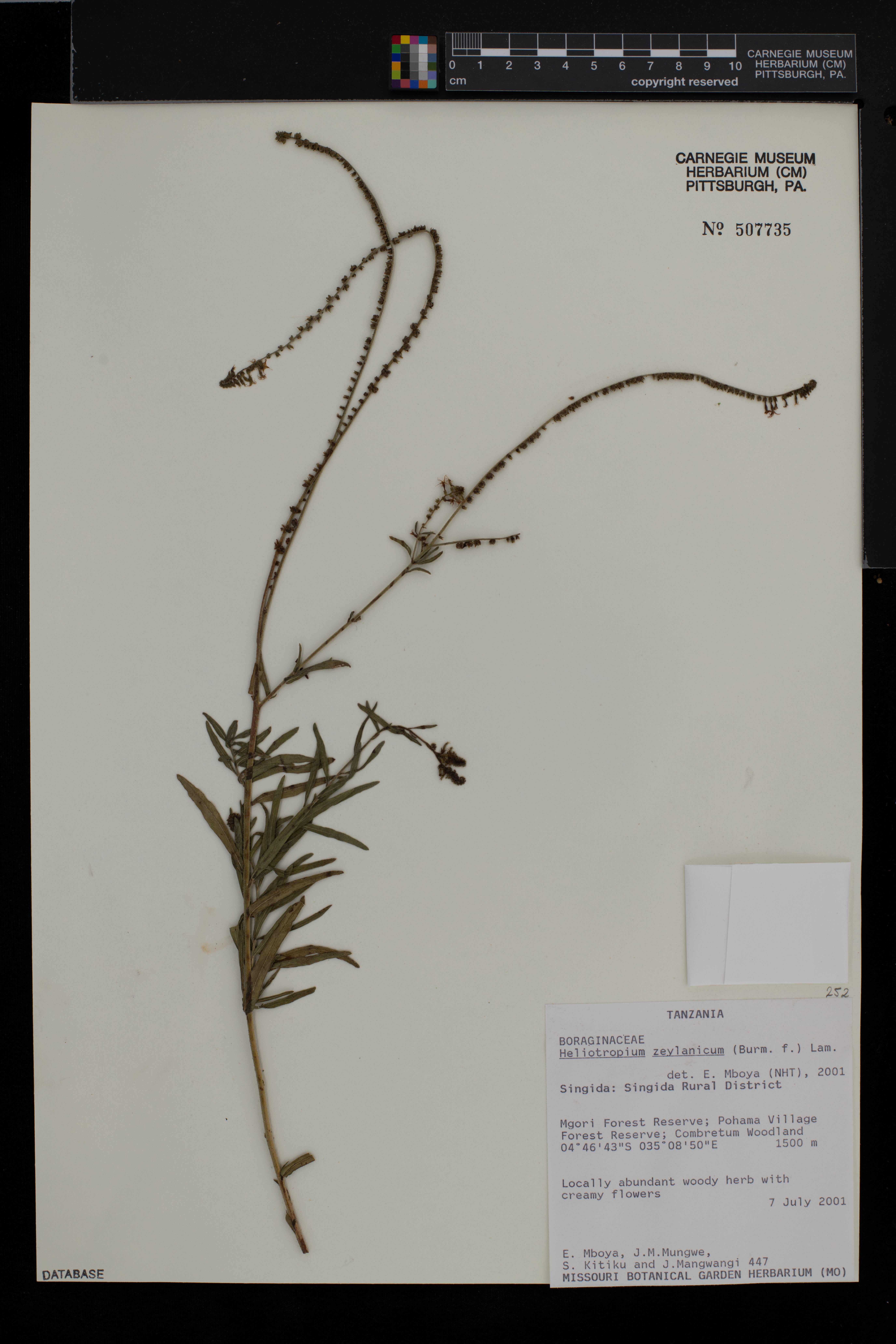 Heliotropium zeylanicum image