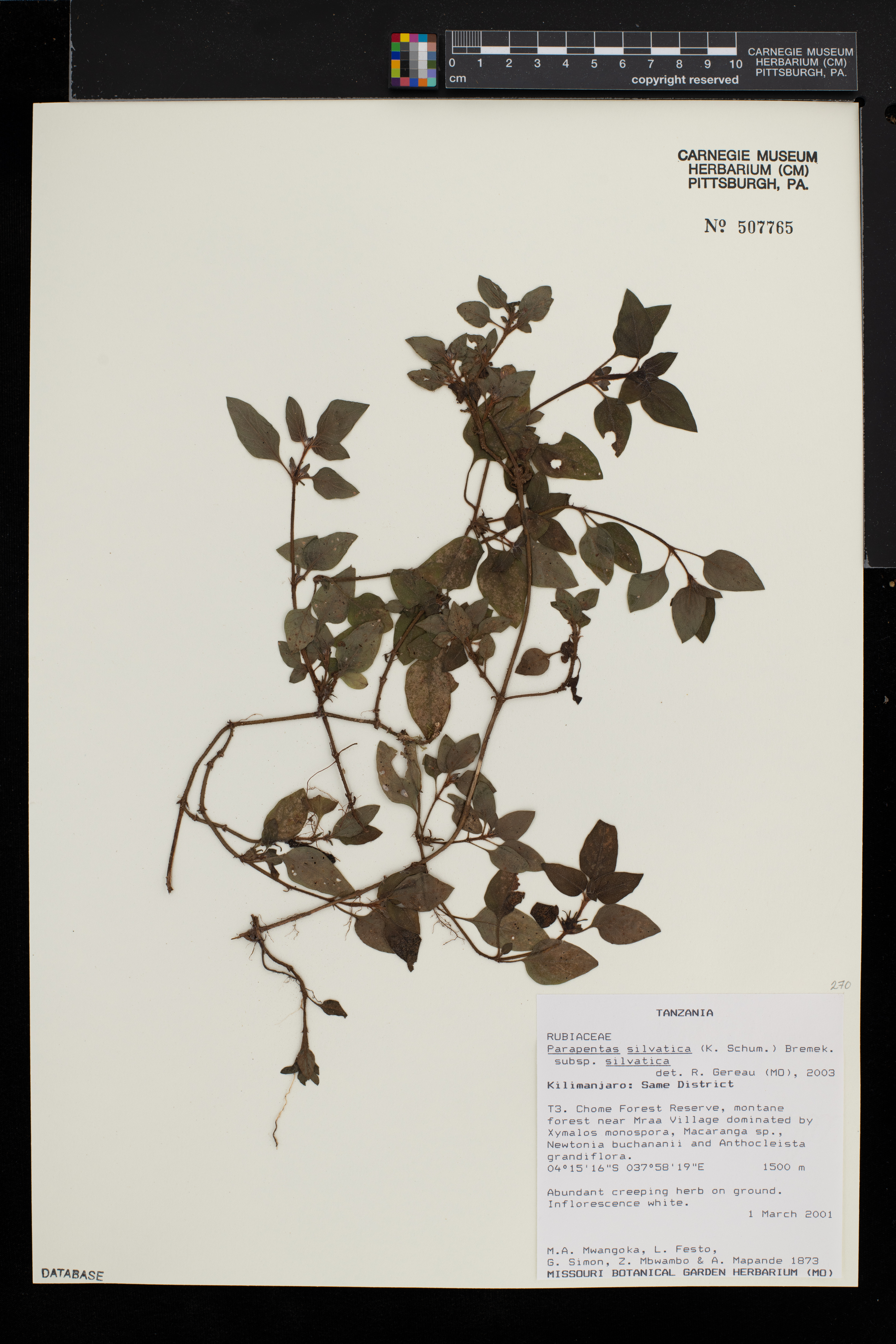 Parapentas silvatica subsp. silvatica image