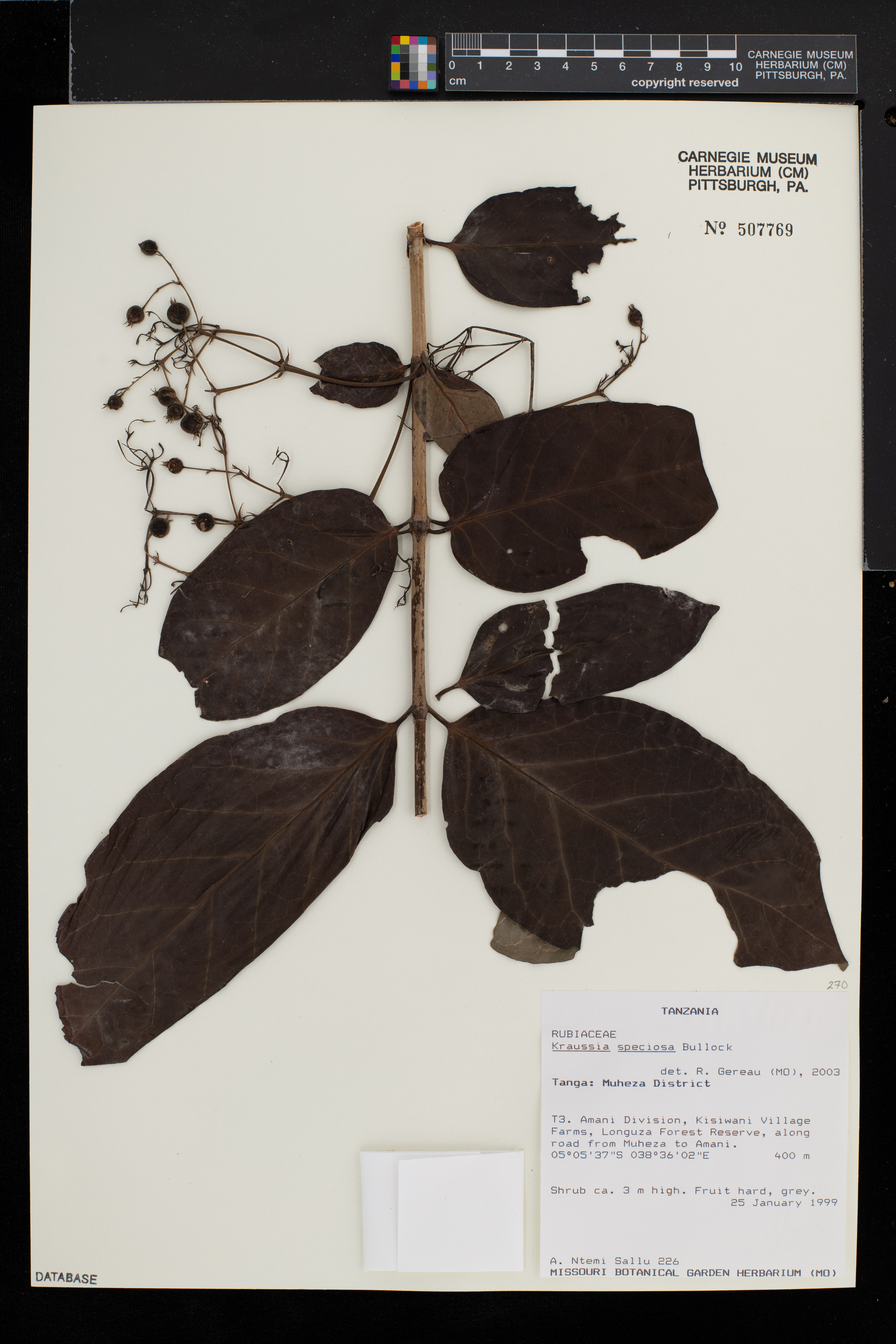 Kraussia speciosa image
