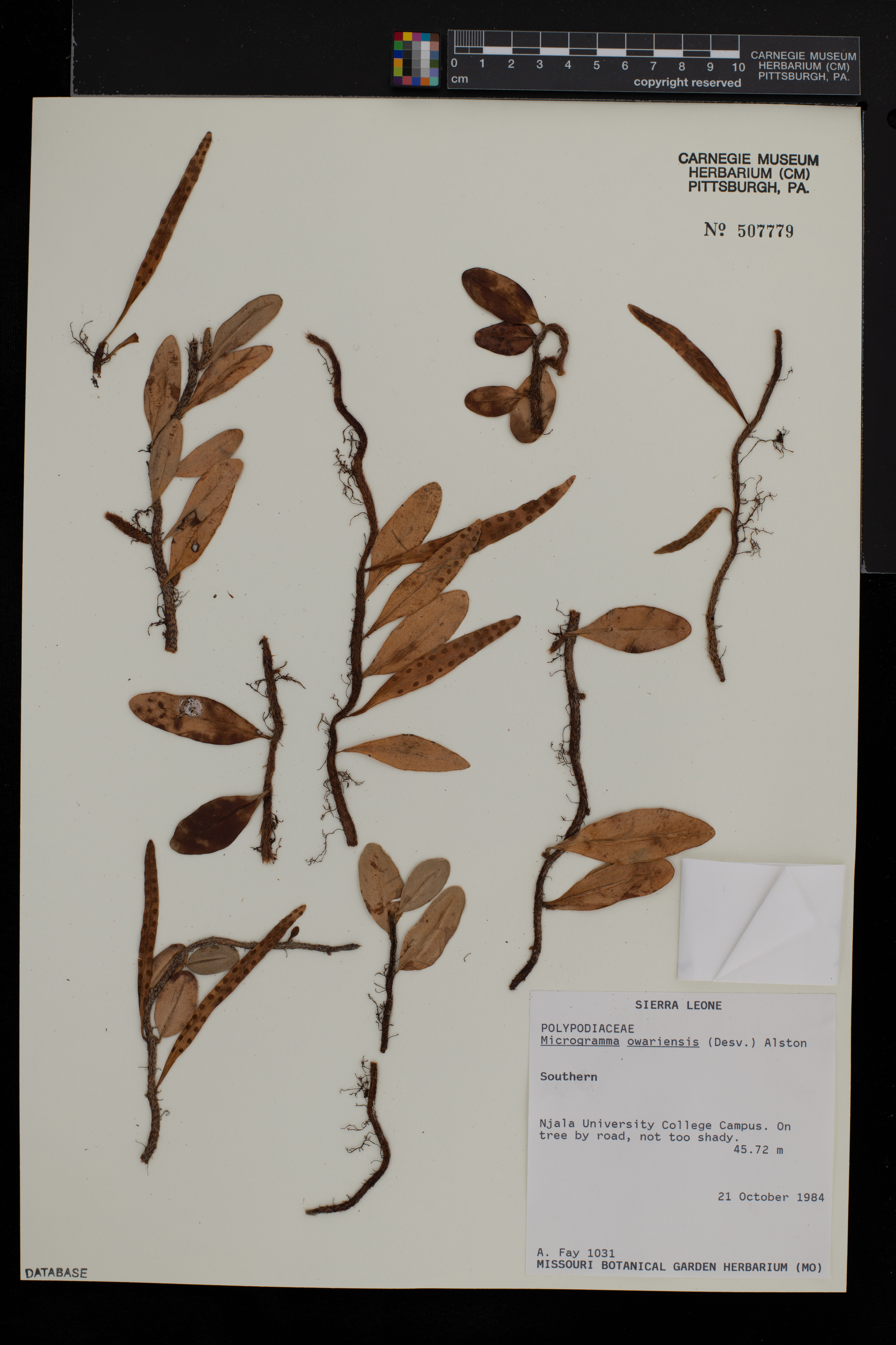 Microgramma mauritiana image