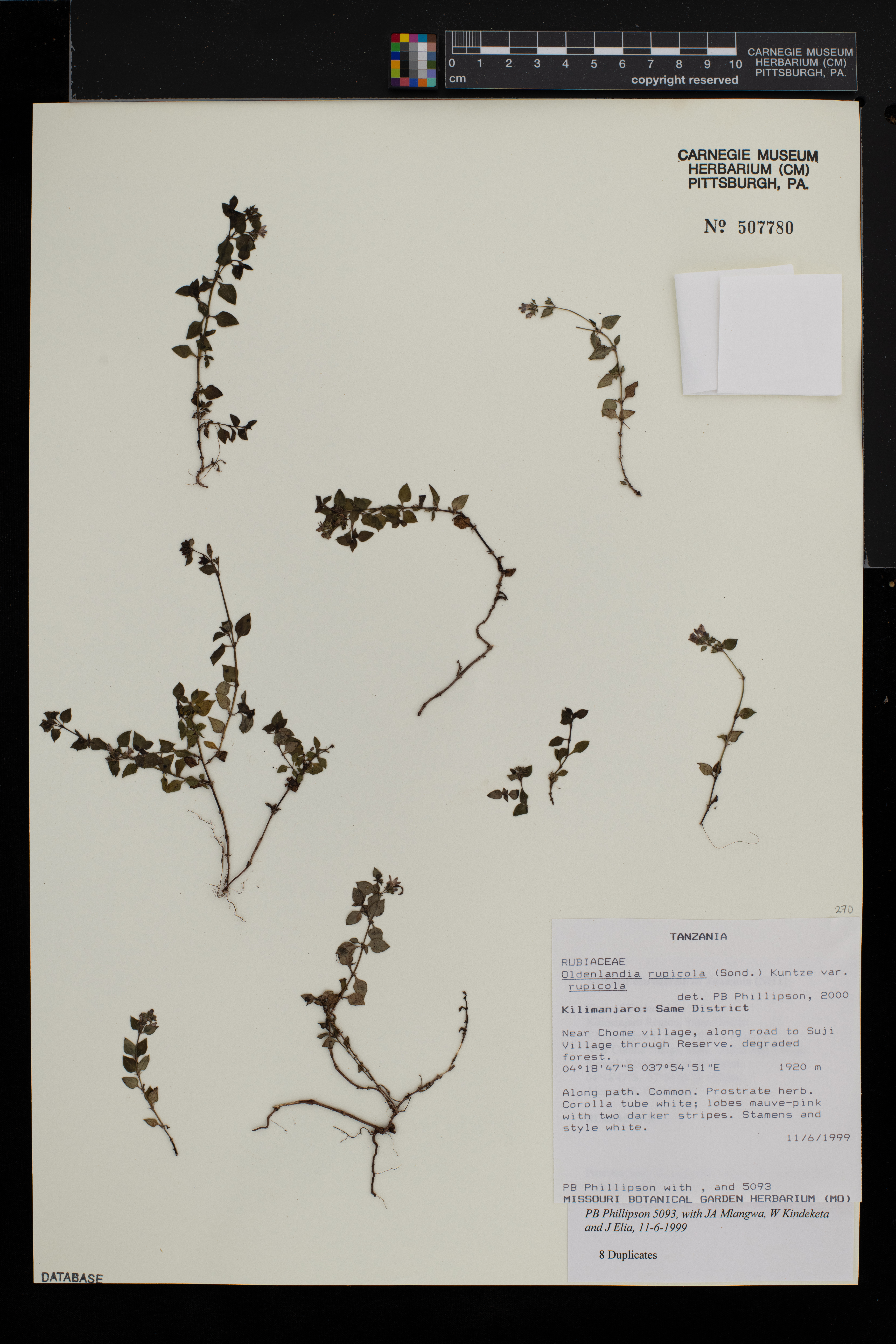 Oldenlandia rupicola var. rupicola image