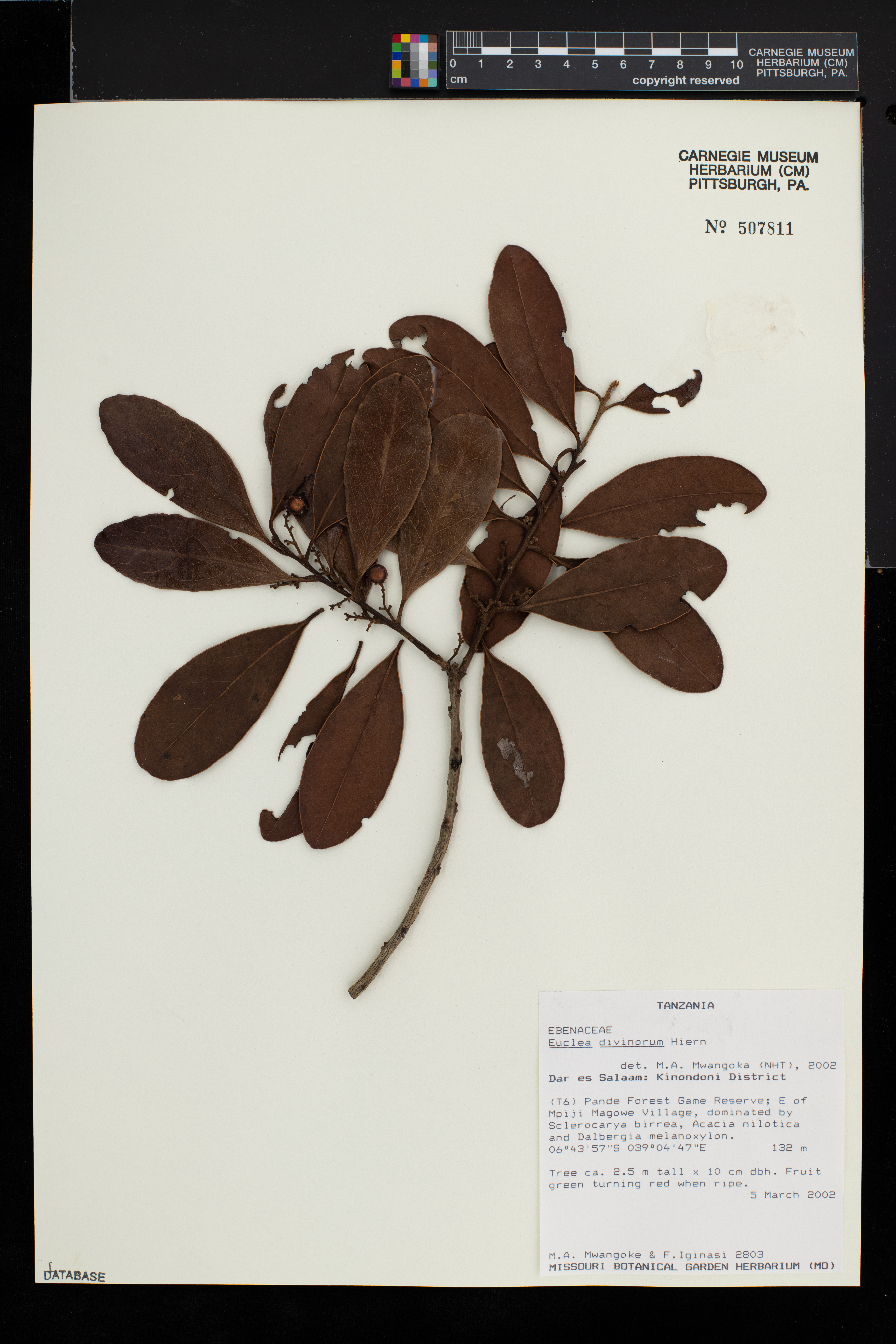 Euclea divinorum image