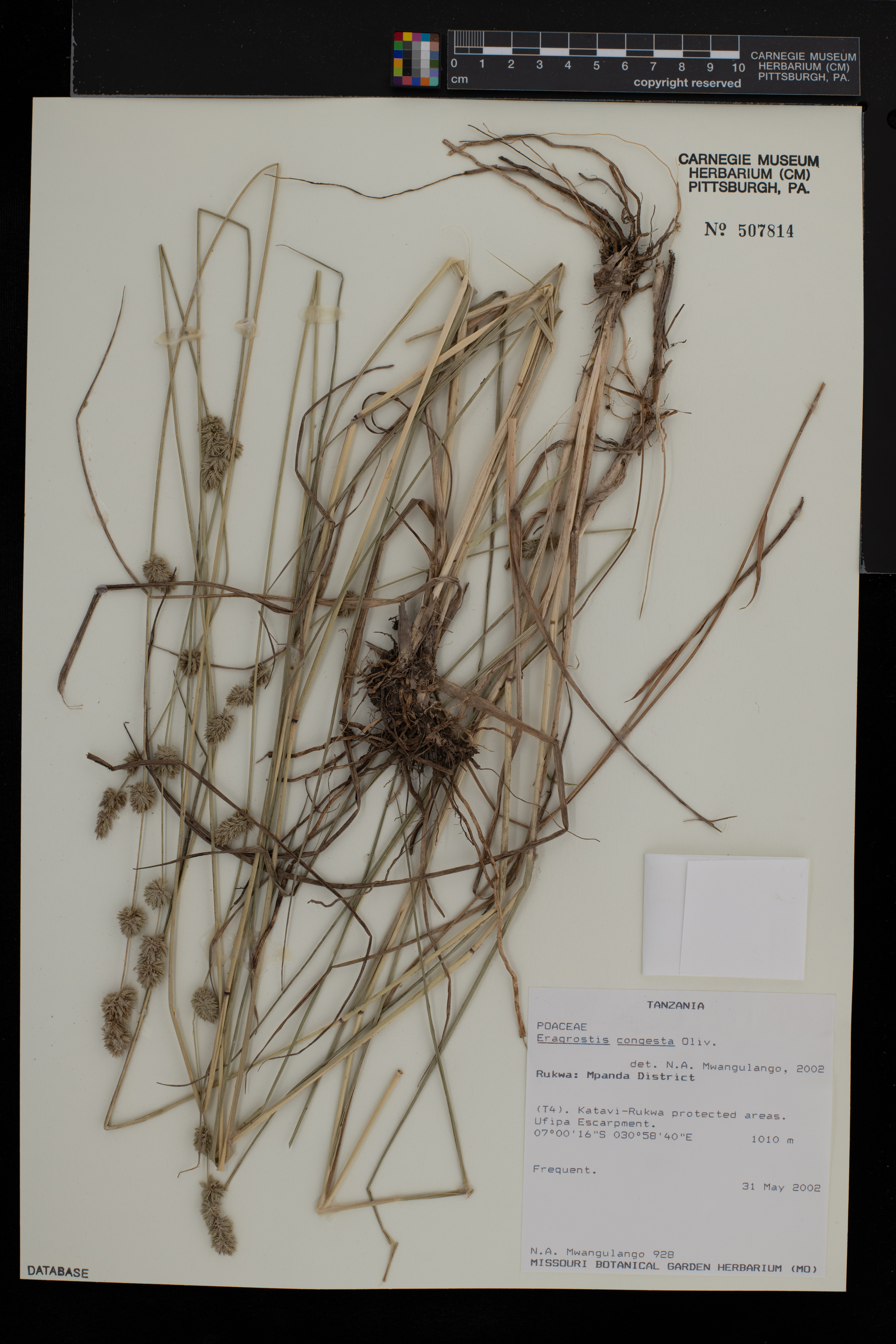 Eragrostis congesta image