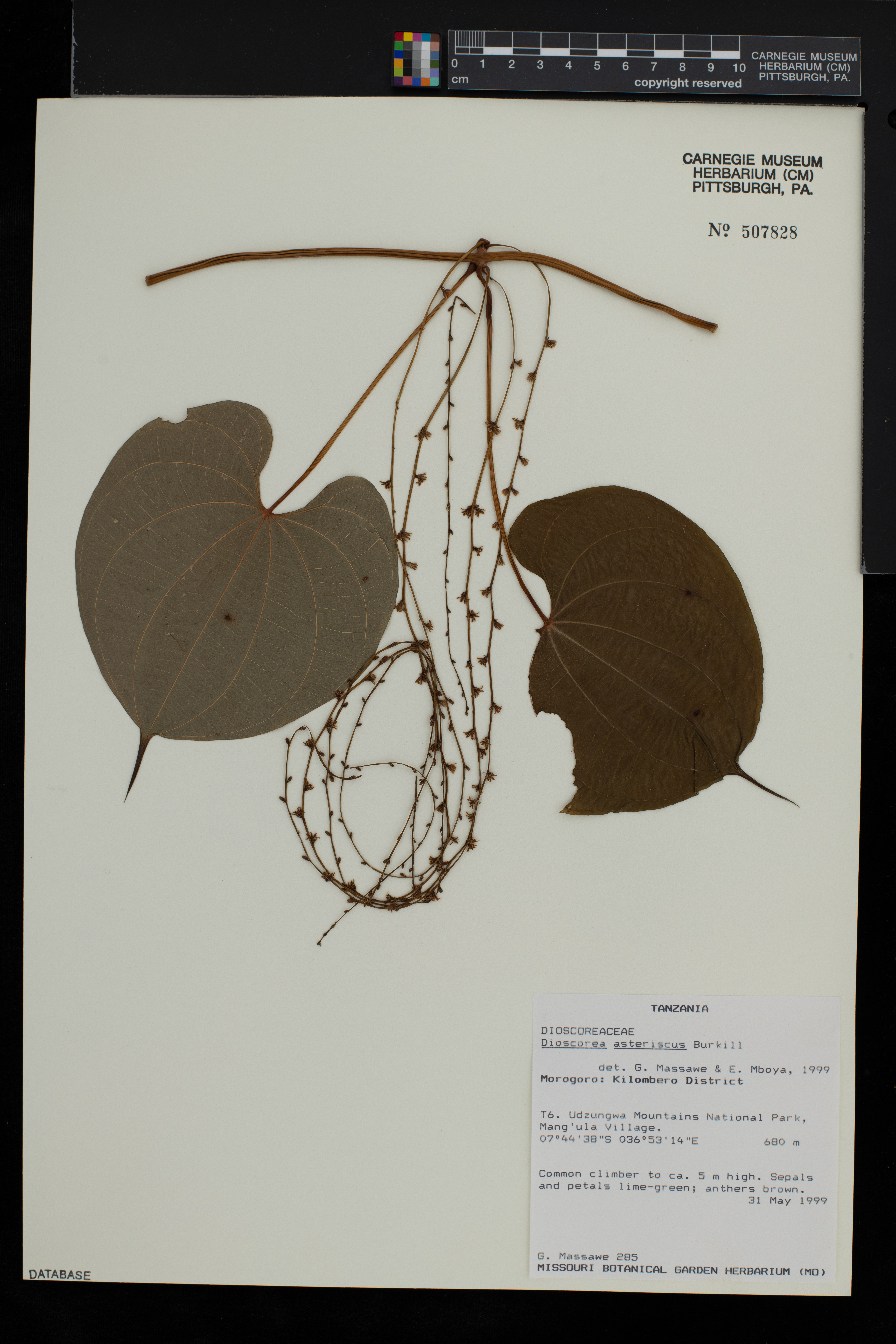 Dioscorea asteriscus image