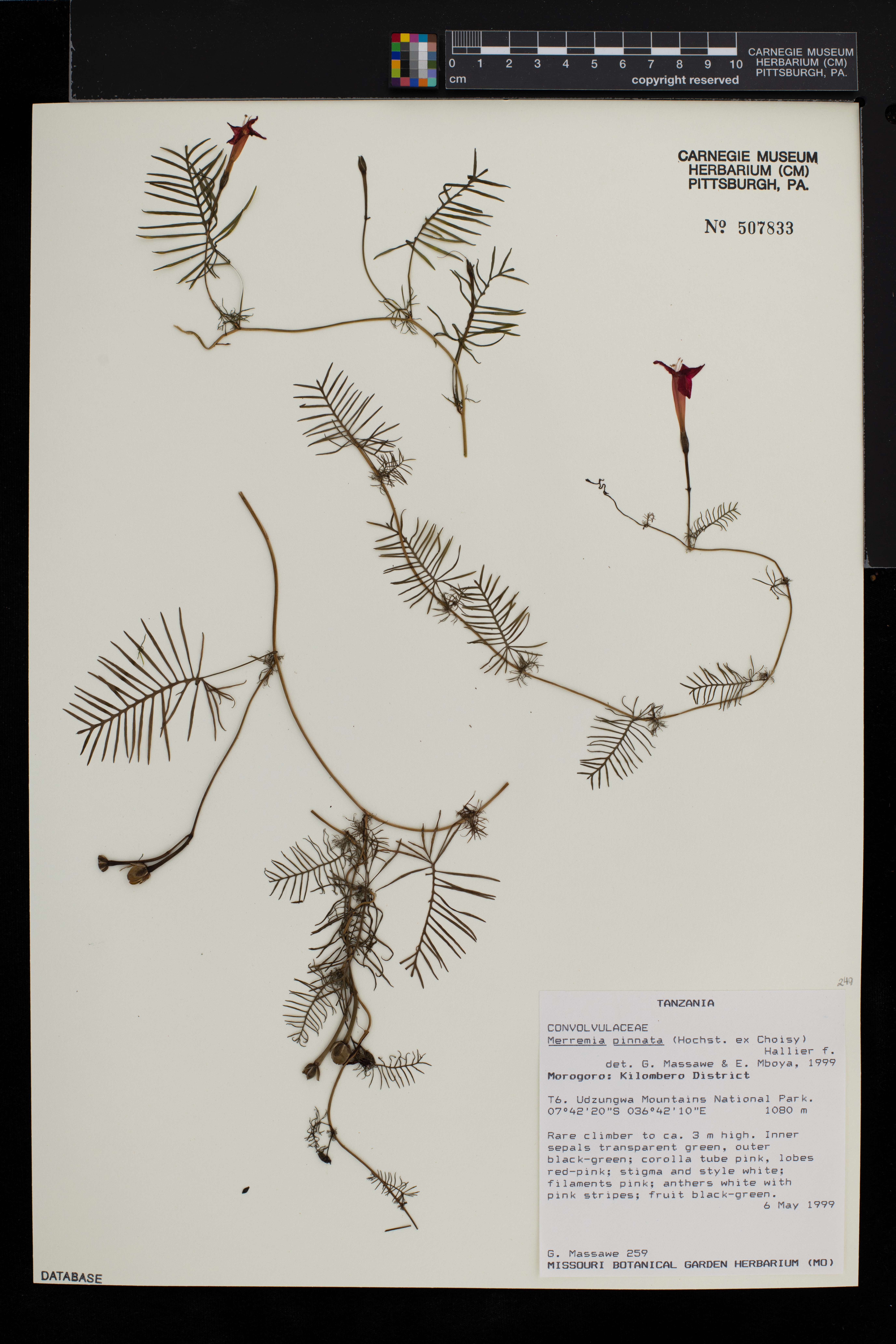 Xenostegia pinnata image
