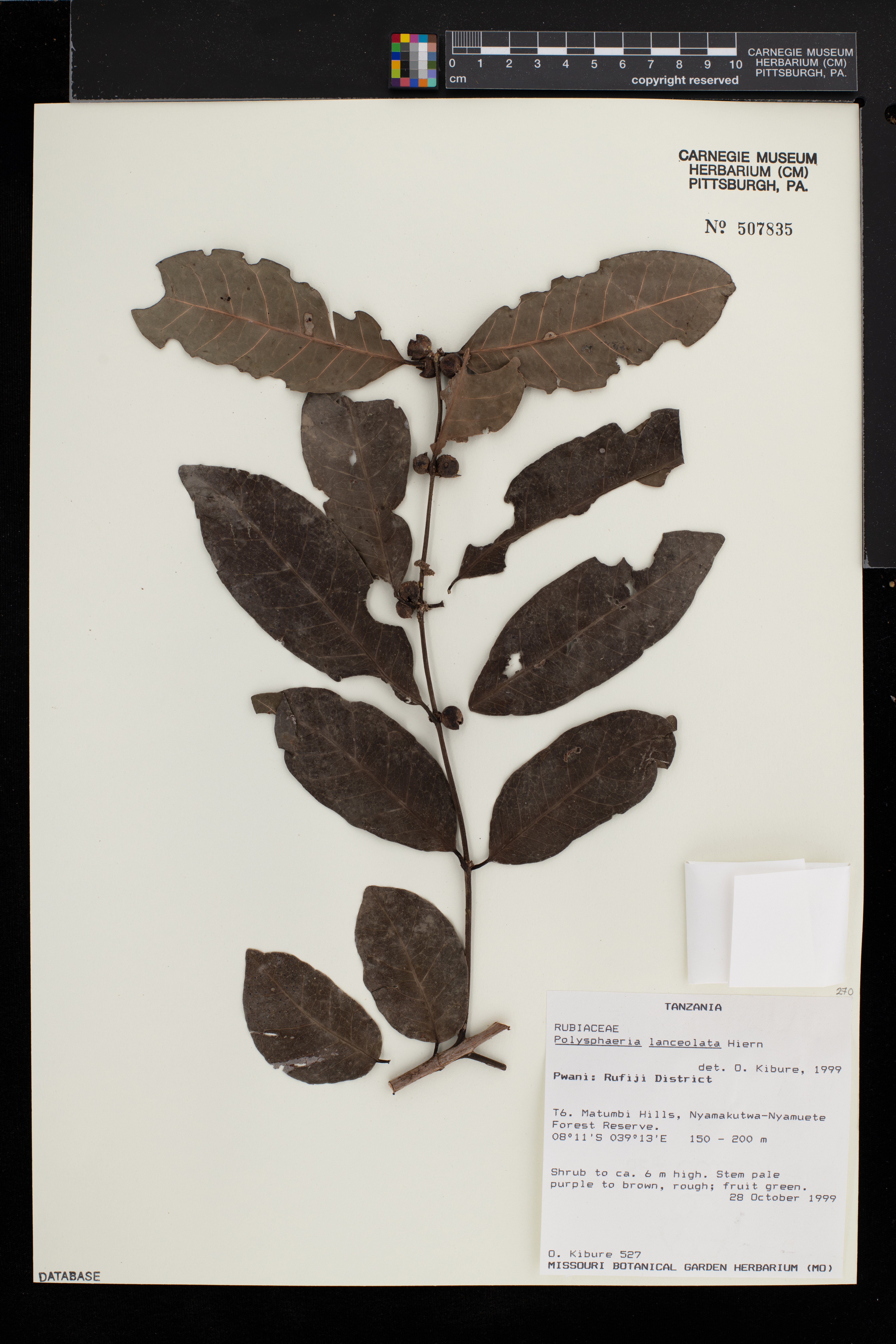 Polysphaeria lanceolata image