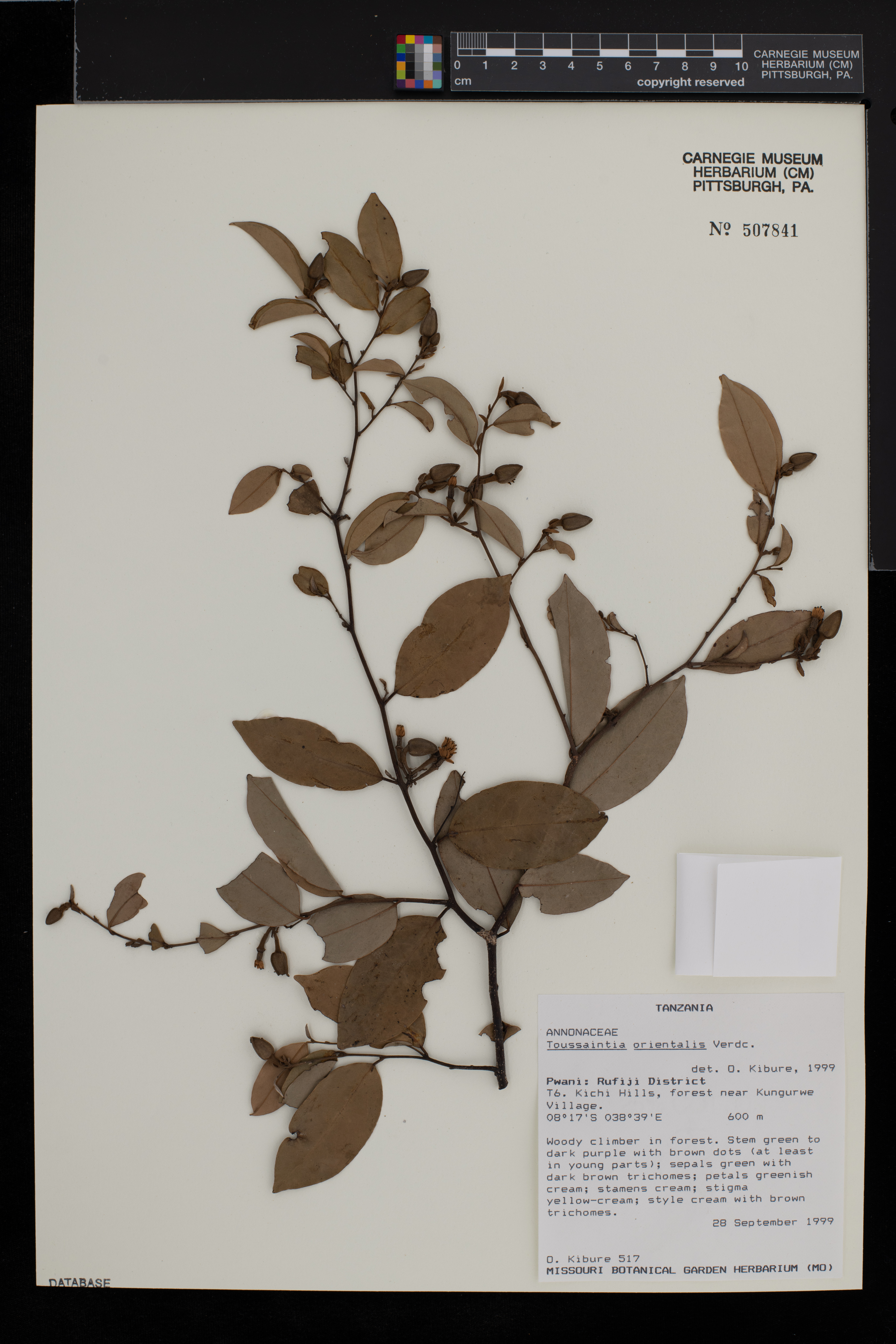 Toussaintia orientalis image